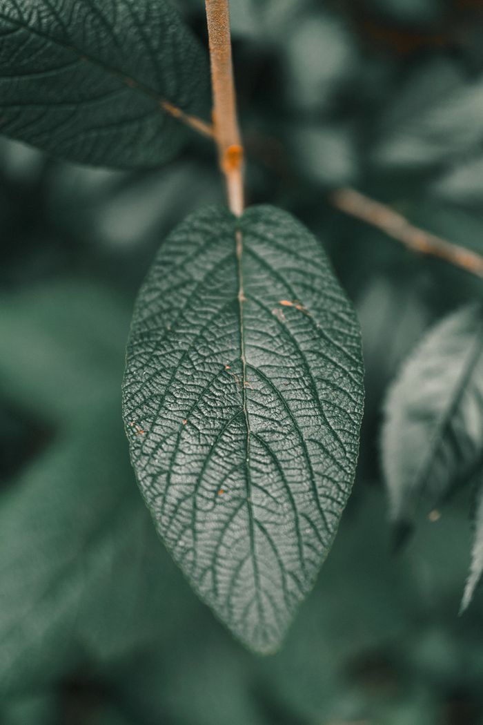 Macro of a green leaf — photo by Mohamed B. on Pexels