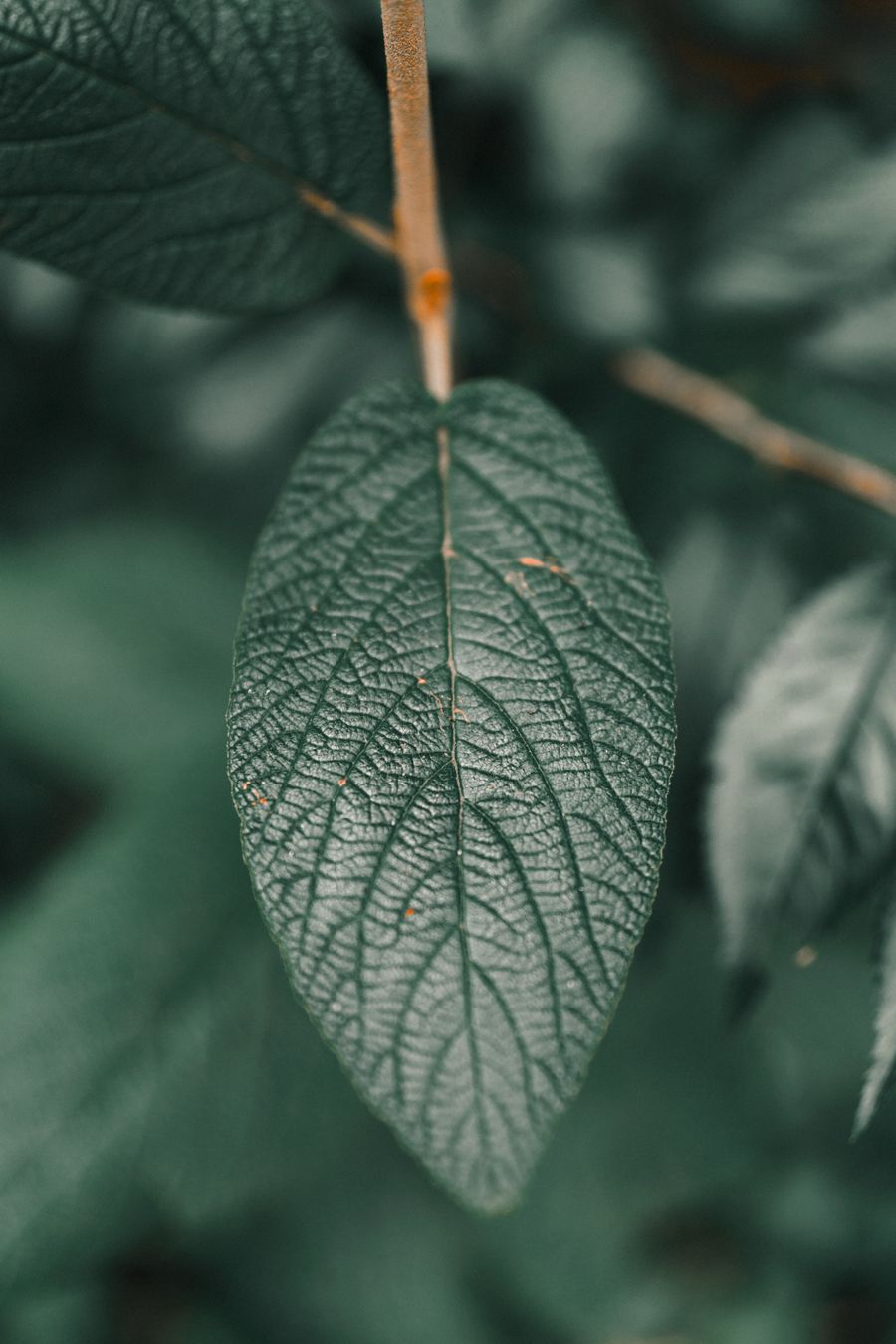 Macro leaf texture