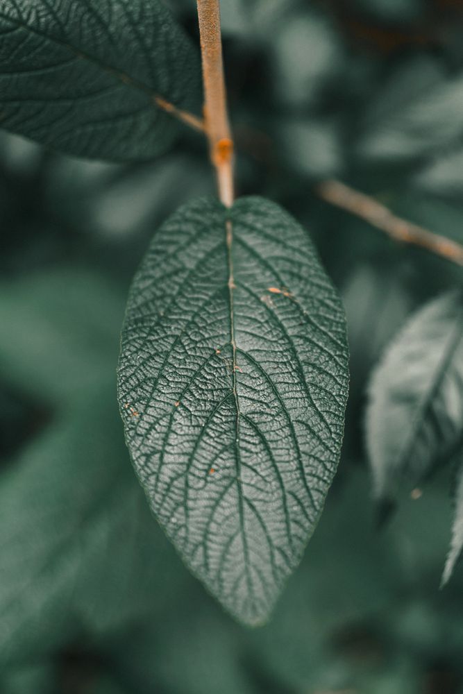 Detailed Leaf Photos, Download The BEST Free Detailed Leaf Stock Photos ...