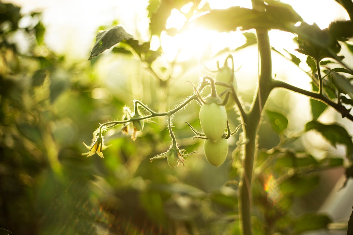 organic food restaurants
