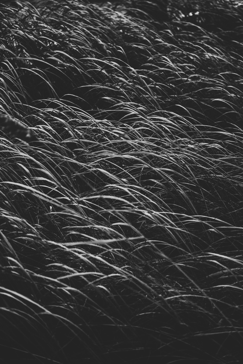 Free Artistic black and white photo of wild grasses swaying in the wind, creating an abstract pattern. Stock Photo