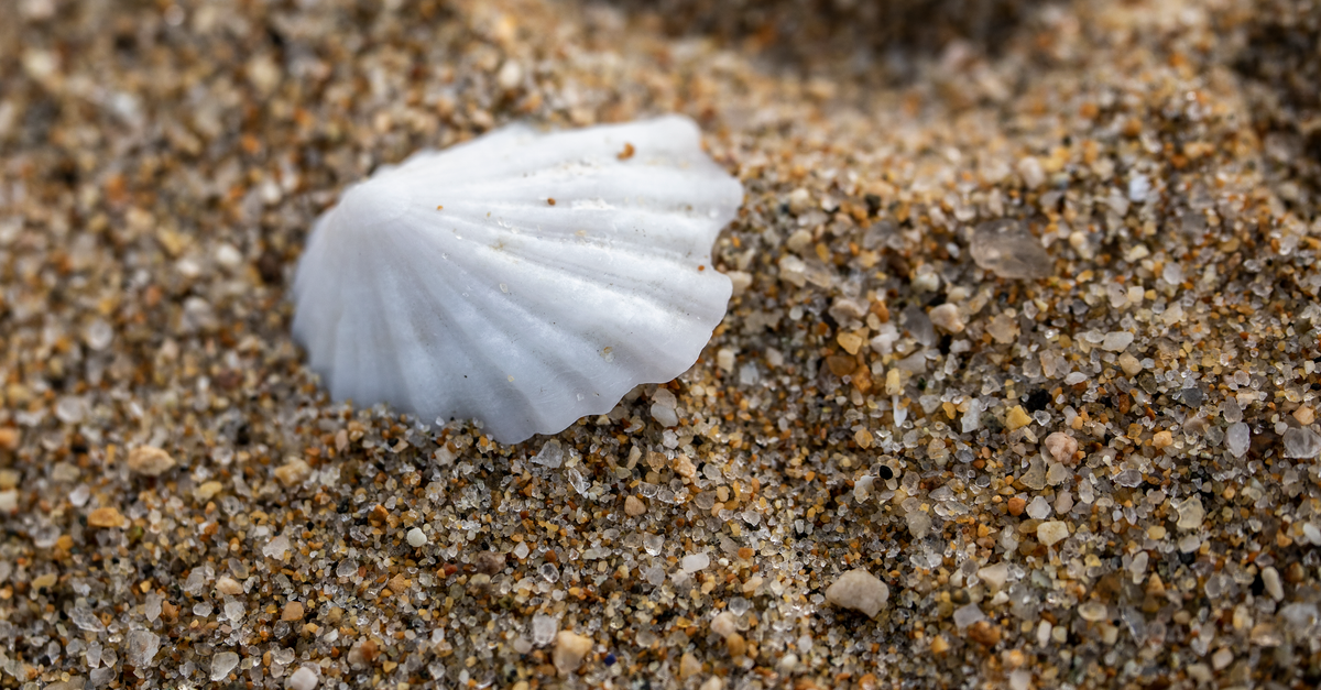 Big White Shell Close-Up of White Seashell on Sandy Beach · Free Stock Photo