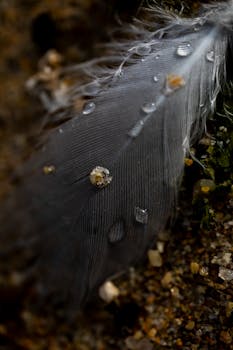 Detailed macro of a feather with water droplets and sandy ground.