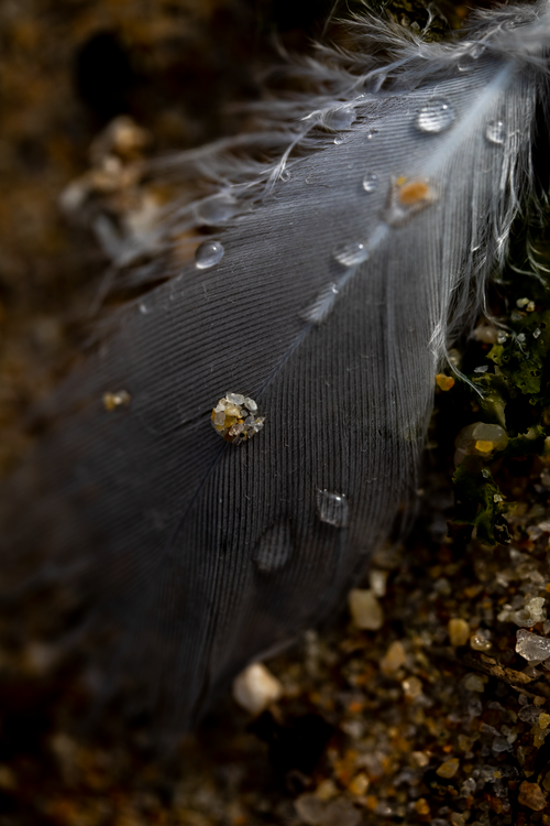 Free Detailed macro of a feather with water droplets and sandy ground. Stock Photo