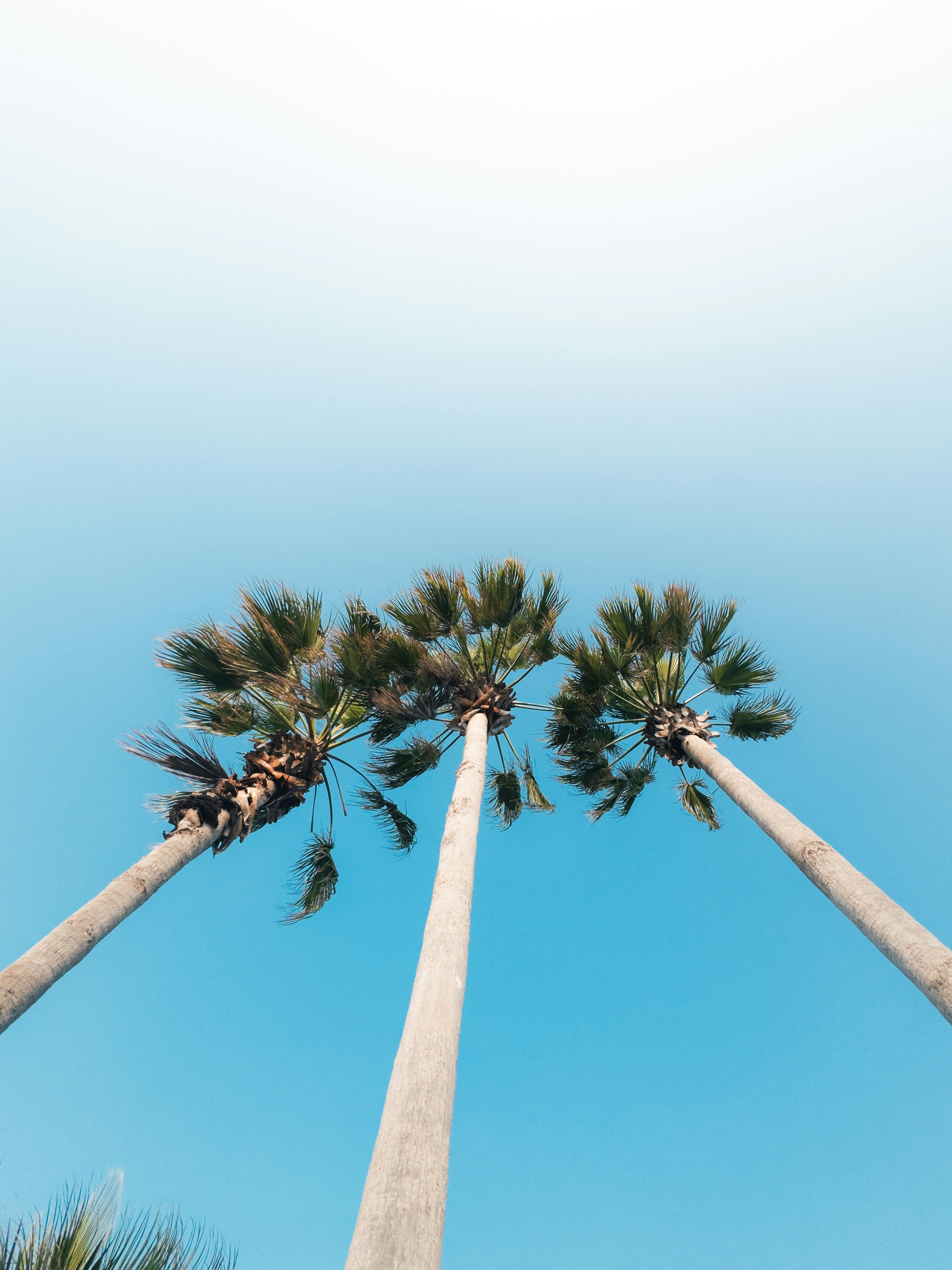 De franc Pla de contraangle de palmeres contra un cel blau clar, que representa una atmosfera serena i tropical. Foto d'estoc
