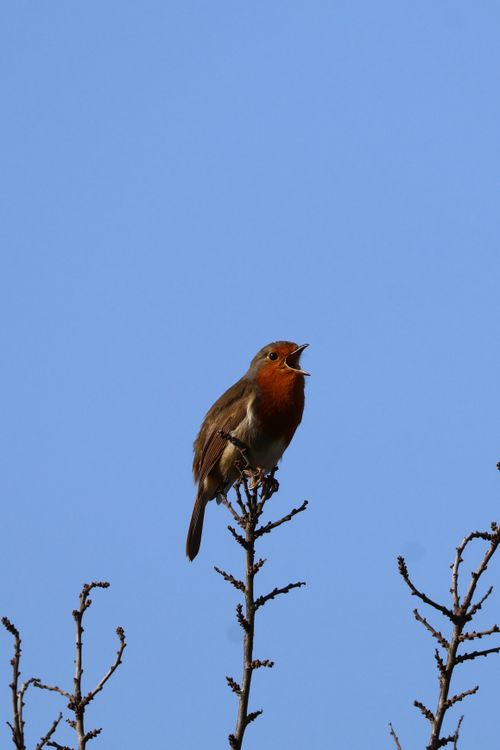 Free A European robin perches and sings on a branch against a clear blue sky in Newhaven, England. Stock Photo