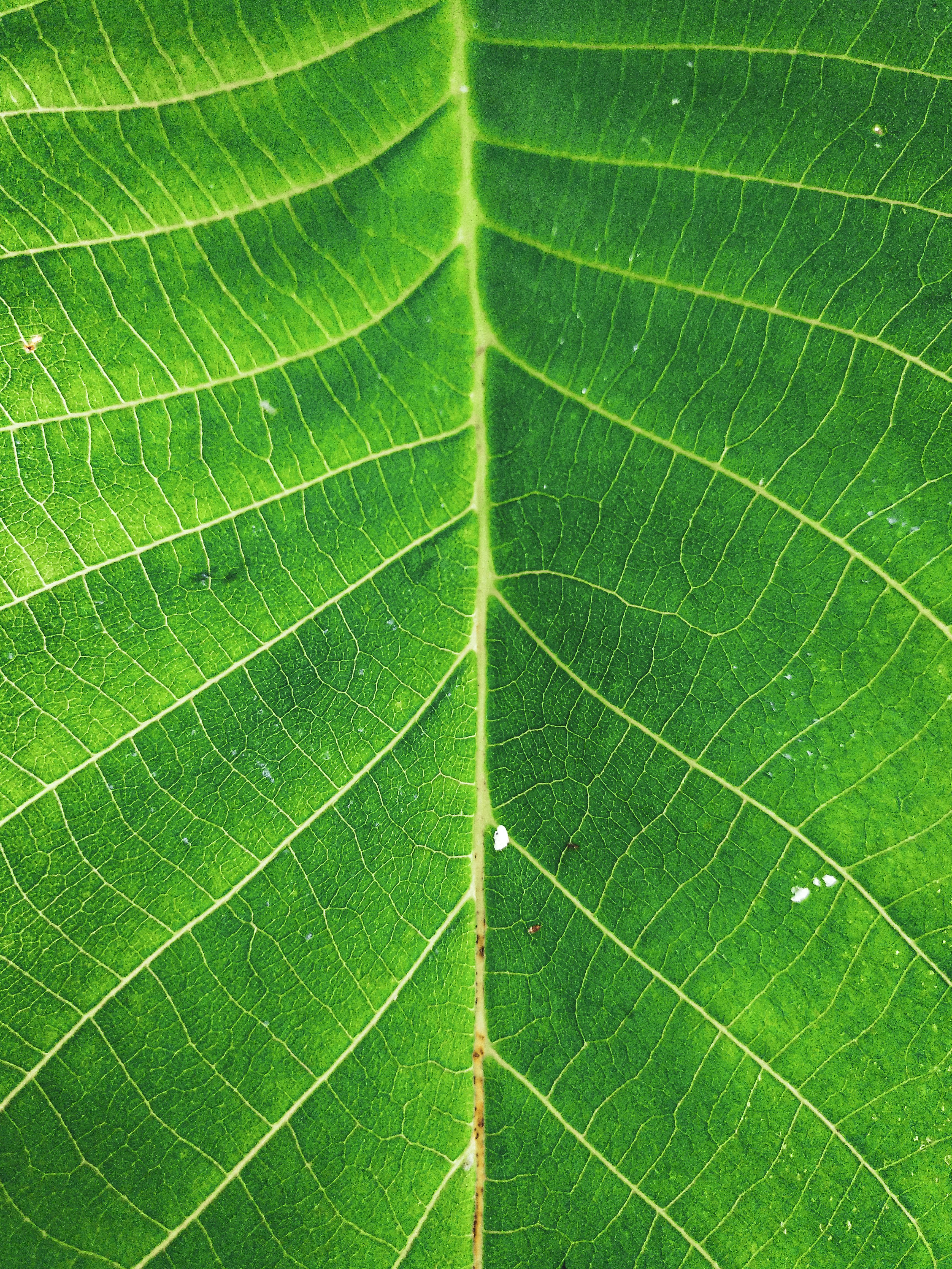 Close-up of Green Leaf Veins Texture · Free Stock Photo