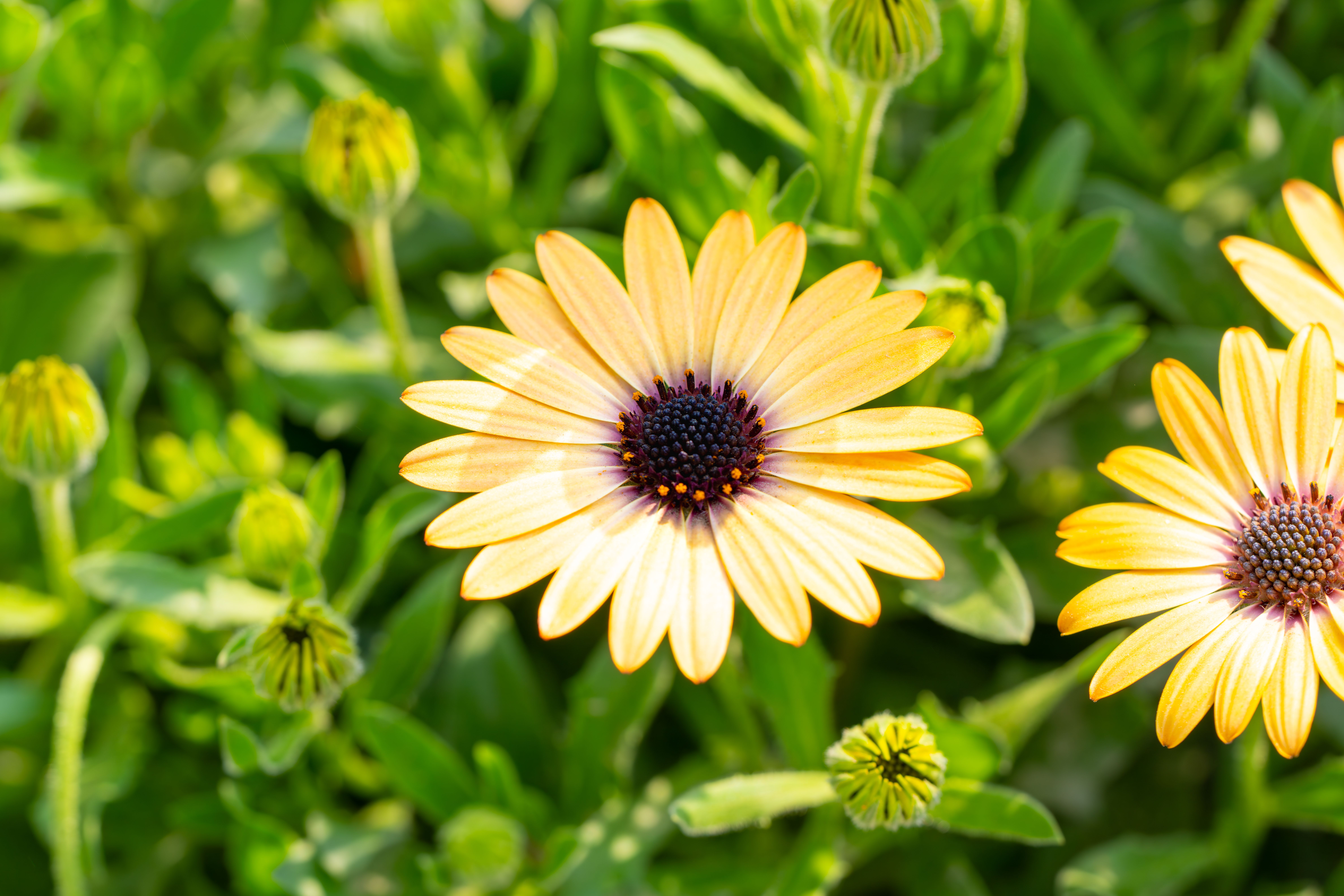Jardinage entre particuliers Belgique - Askaide