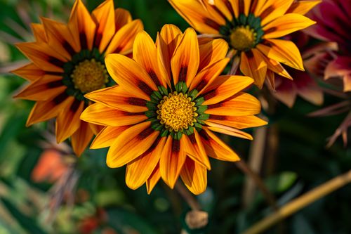 Free Colorful Gazania flowers with striking orange and yellow petals captured in a vibrant garden setting. Stock Photo