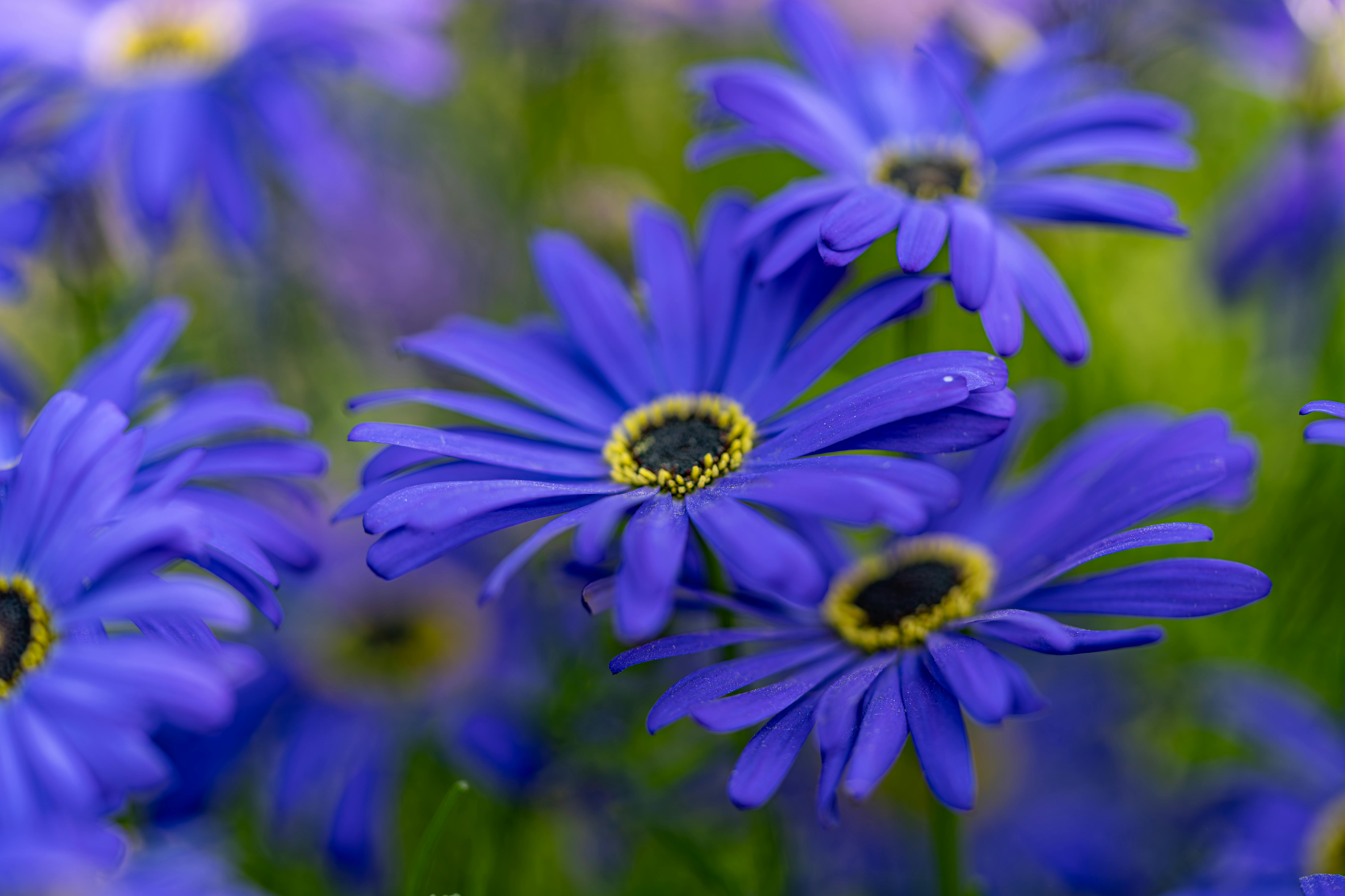 [ColoSach]-close-up-of-vibrant-purple-daisies-with-a-lush-green-background,-showcasing-natural-beauty-and-vivid-colors.