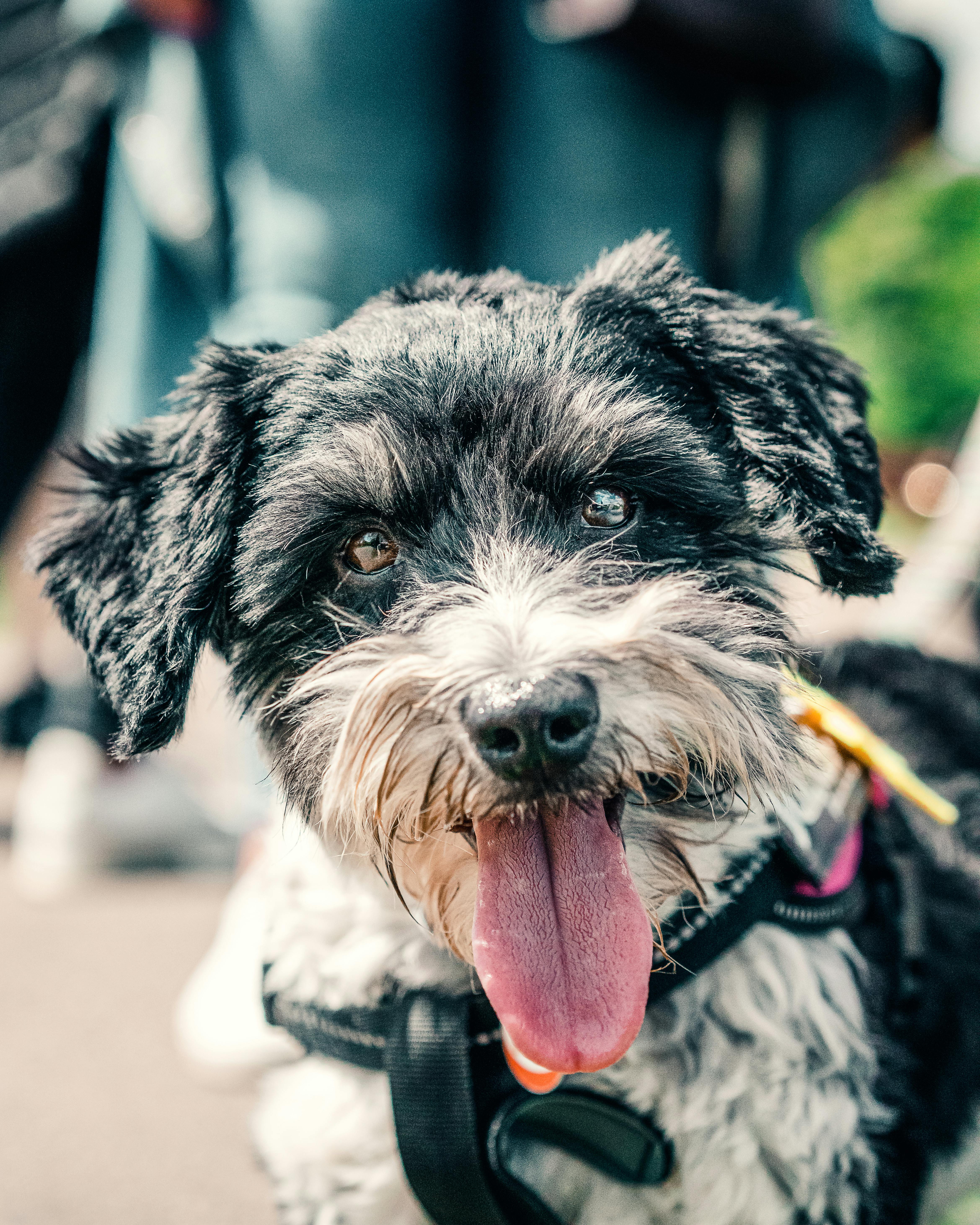 The Weiner Dog and Schnauzer Mix