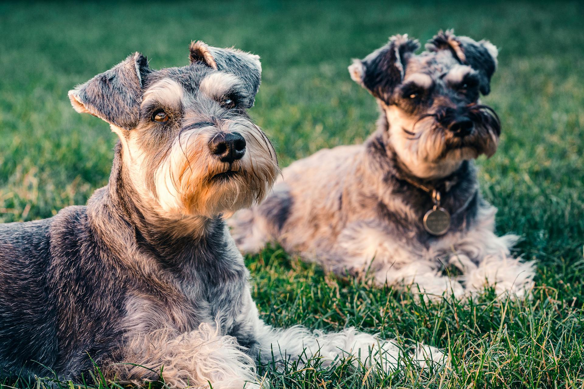 Un schnauzer en miniature, noir et brun, couché sur une pelouse verdoyante