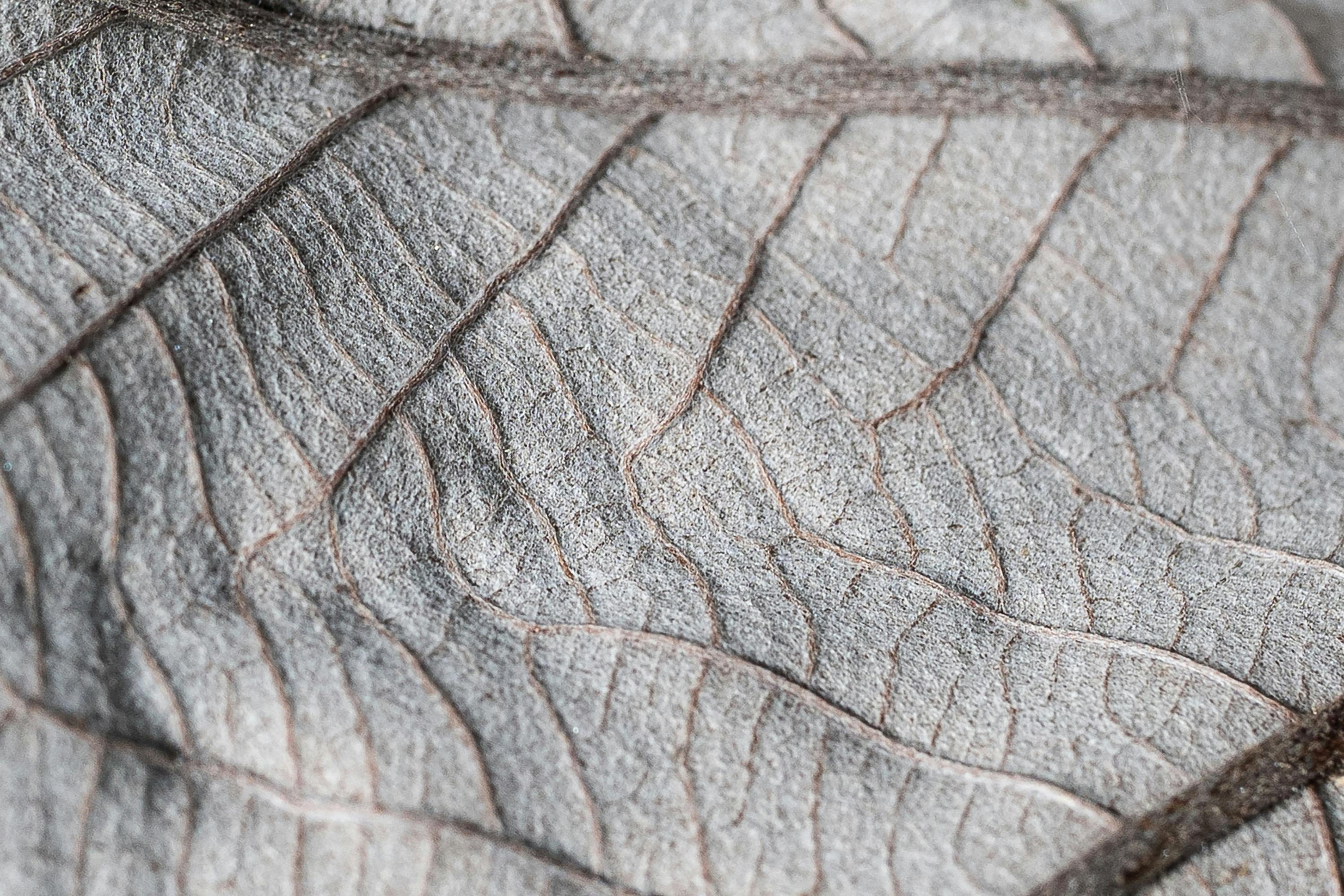 Δωρεάν στοκ φωτογραφιών με background, macro, ανάγλυφη επιφάνεια Φωτογραφία από στοκ φωτογραφιών