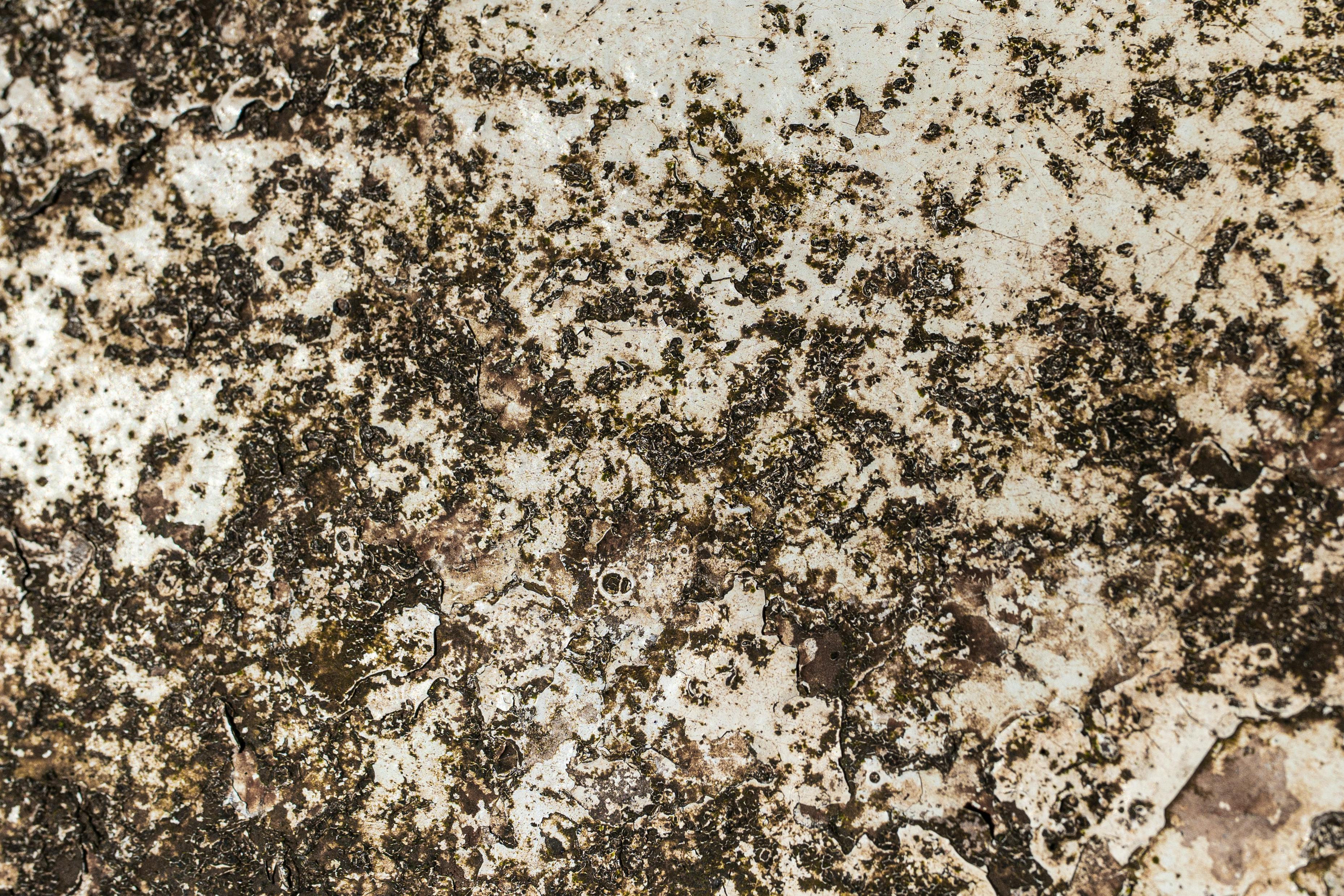 Mold Remediation & Removal service in Missoula, Montana — mold remediation technician at work