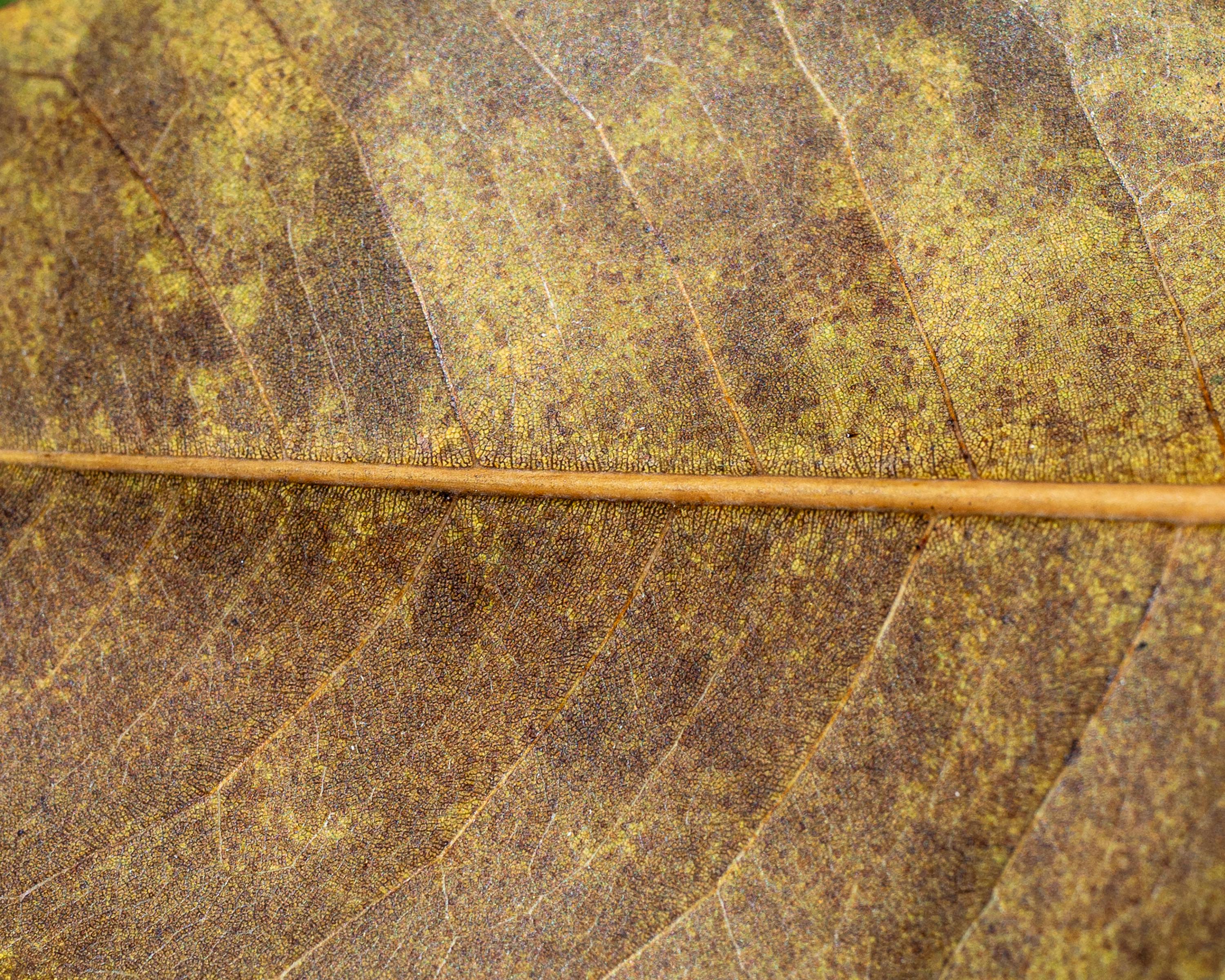 bezplatná Detailní makro snímek sušeného listu, který ukazuje jeho složitou texturu a podzimní barvy. Základová fotografie