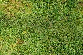 Vibrant green moss texture — photo by Sandi Yudha on Pexels