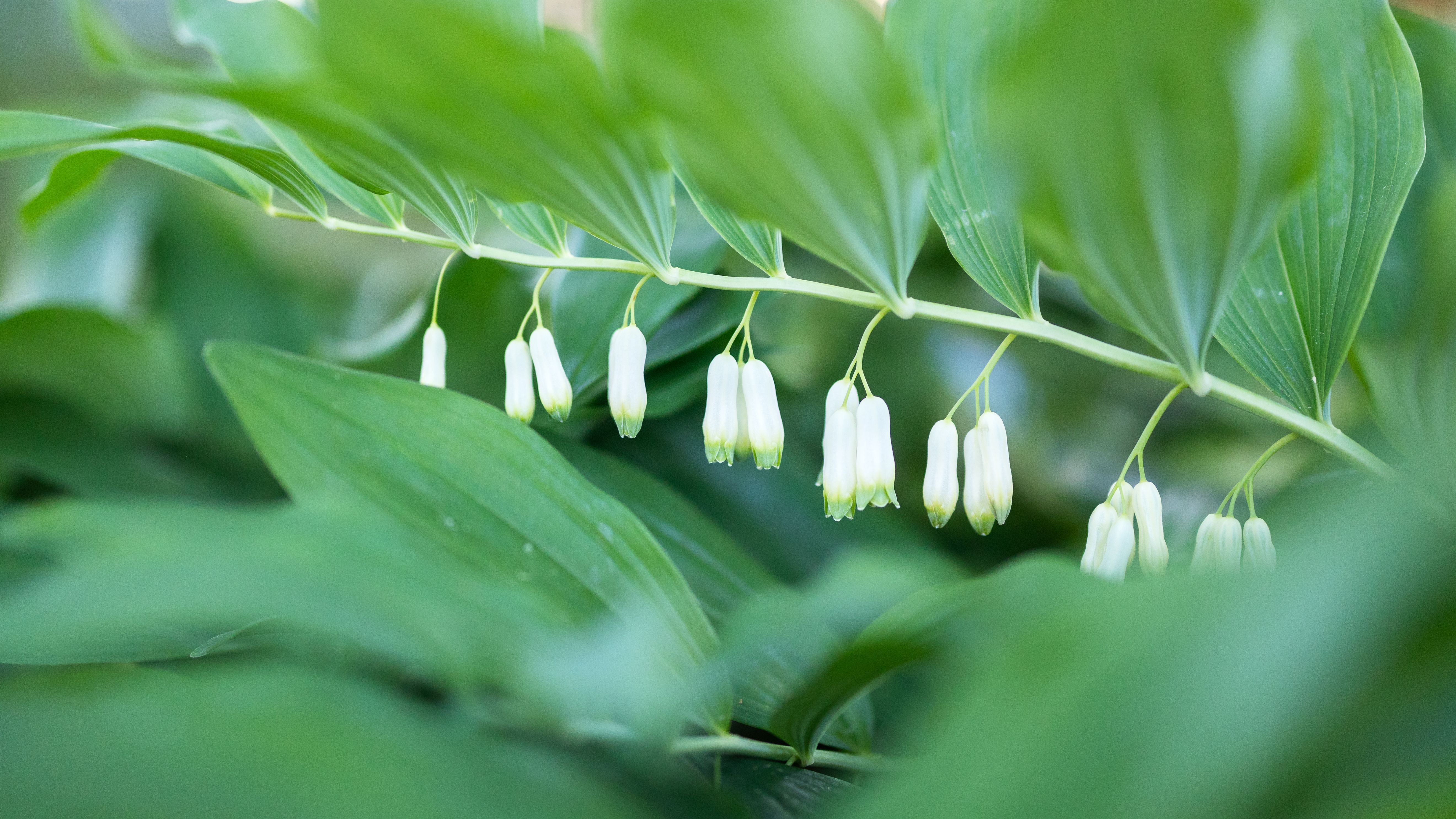Solomon's Seal: The Ancient Woodland Herb That Heals, Nourishes, and Restores