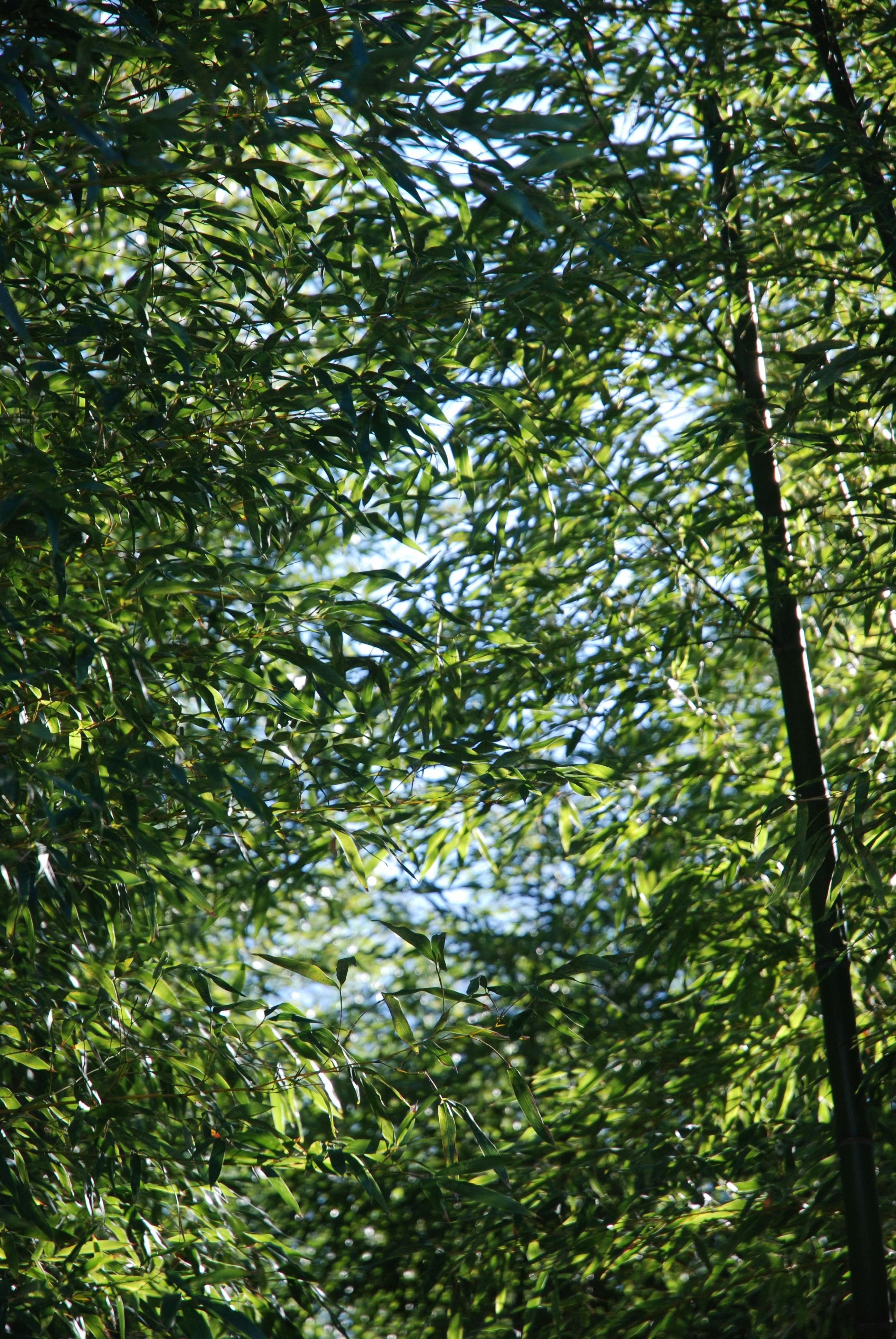 Free stock photo of branches, green, nature Stock Photo