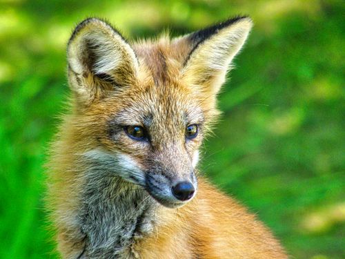 Free Captivating portrait of a red fox in a lush green environment. Stock Photo