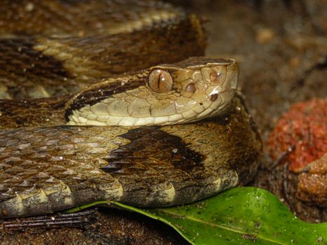 Detailed view of a brown snake resting on a leaf in a natural setting.