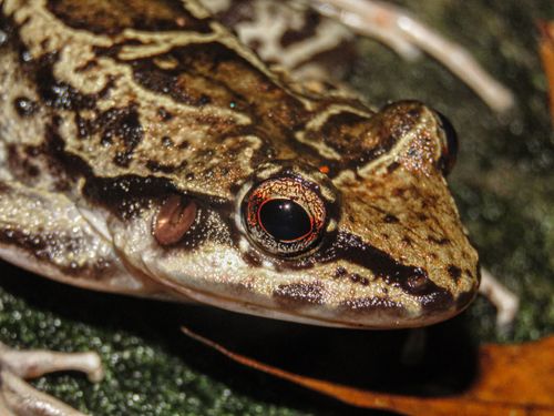 Free Detailed macro shot of a camouflaged frog blending with a leaf surface. Ideal for nature and wildlife themes. Stock Photo