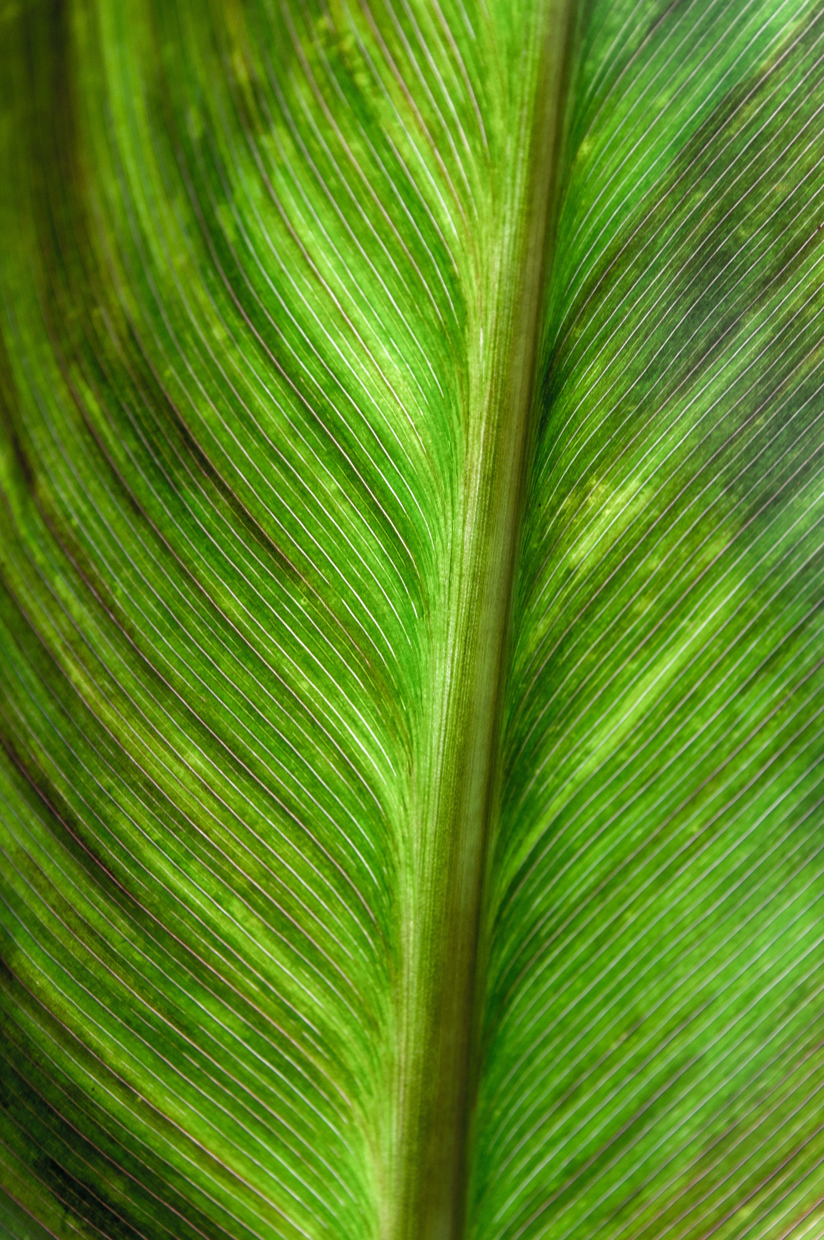 Detailed close-up of a vibrant green banana leaf displaying natural texture and pattern.