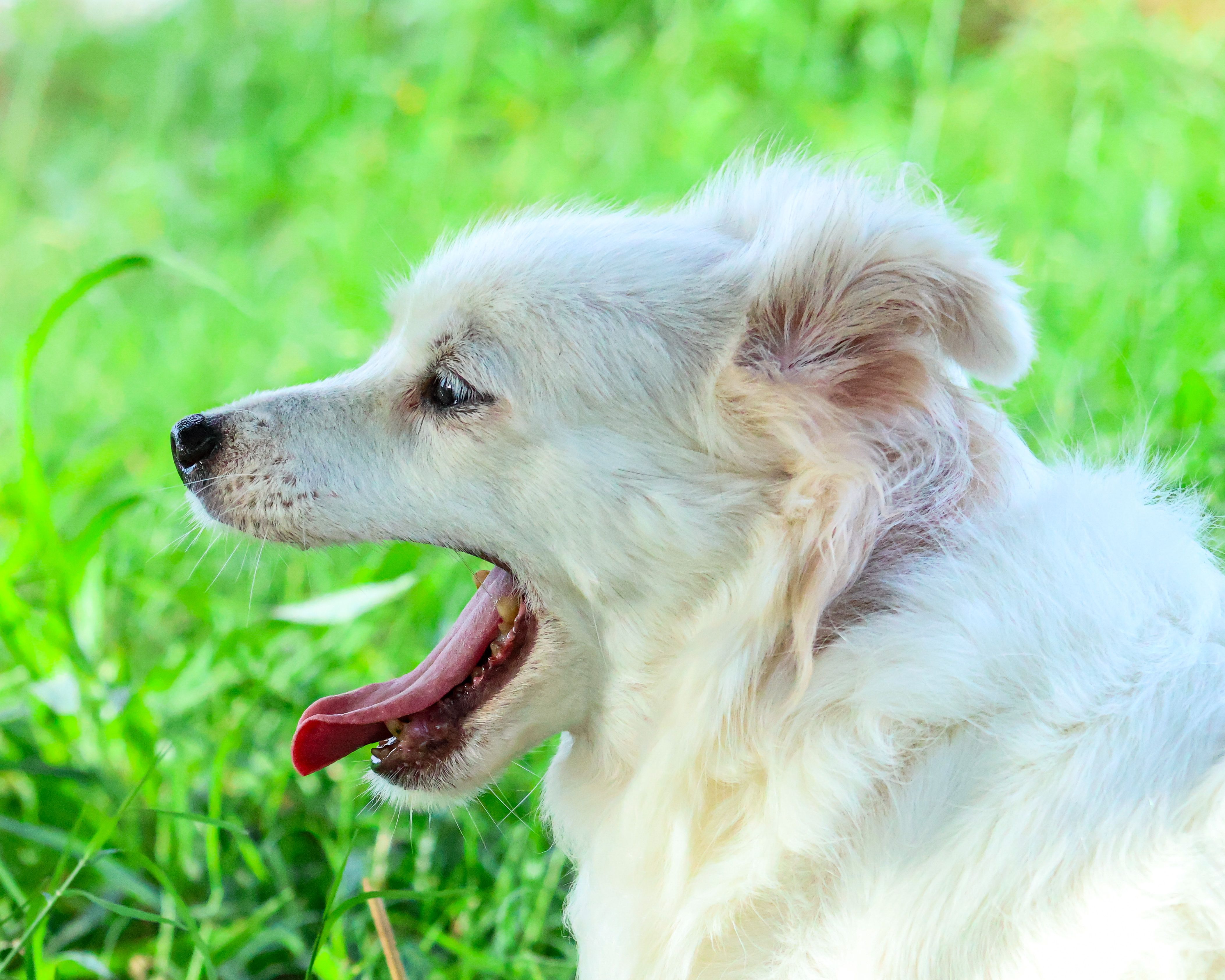 Pet Oral Health Supplements Surge as Clinical Evidence Strengthens Category — Photo by Márcio Durães Alencar on Pexels