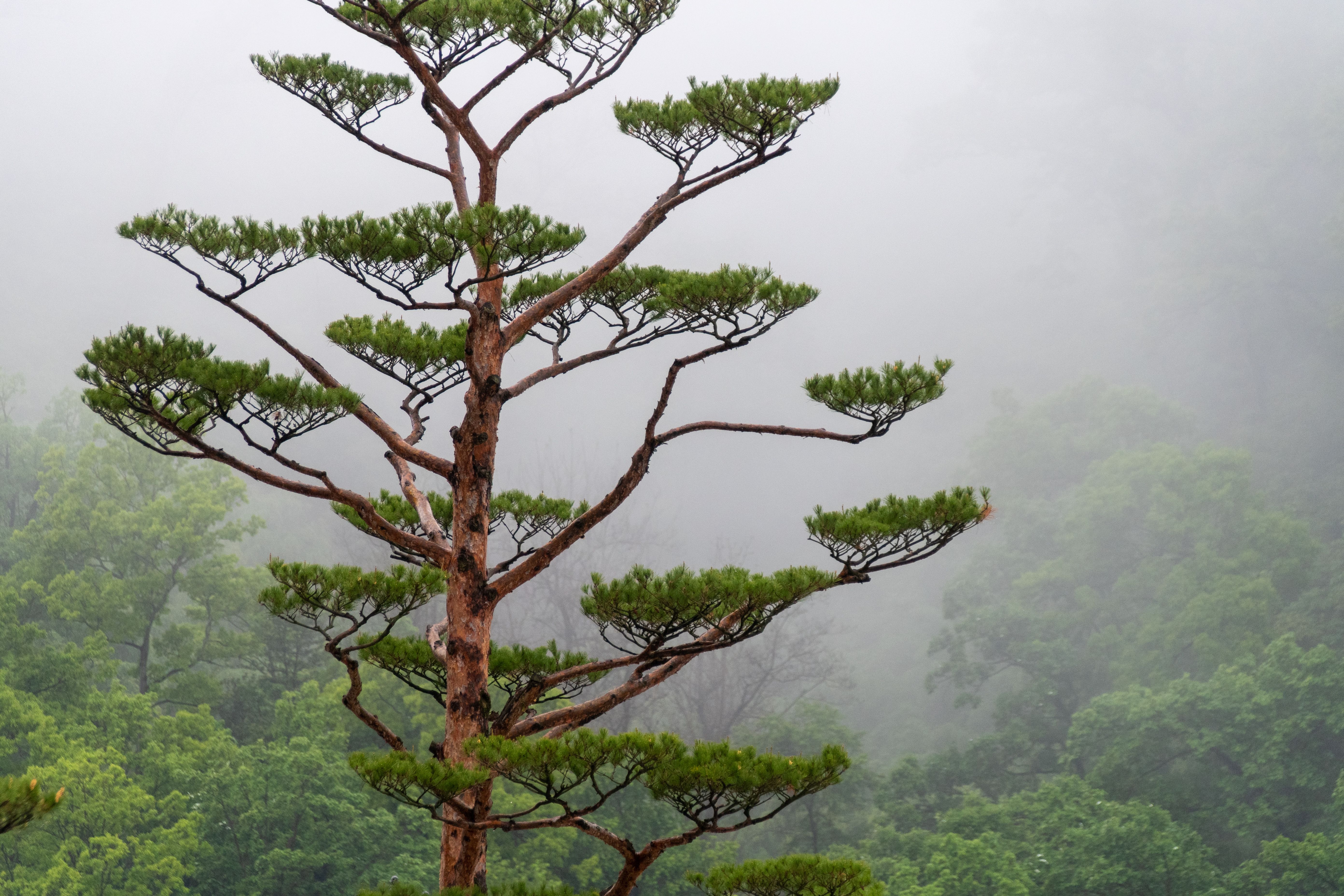 A tranquil evergreen tree with styled branches amid a misty forest background, offering a serene outdoor nature scene.
