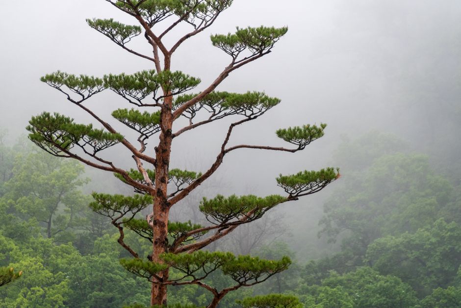 A tranquil evergreen tree with styled branches amid a misty forest background, offering a serene outdoor nature scene.