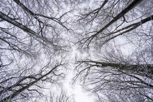 Free Looking up at snow-covered trees during winter from below, showcasing their bare branches. Stock Photo