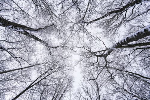 Free Looking up at snow-covered bare branches of winter trees against a bright sky. Stock Photo