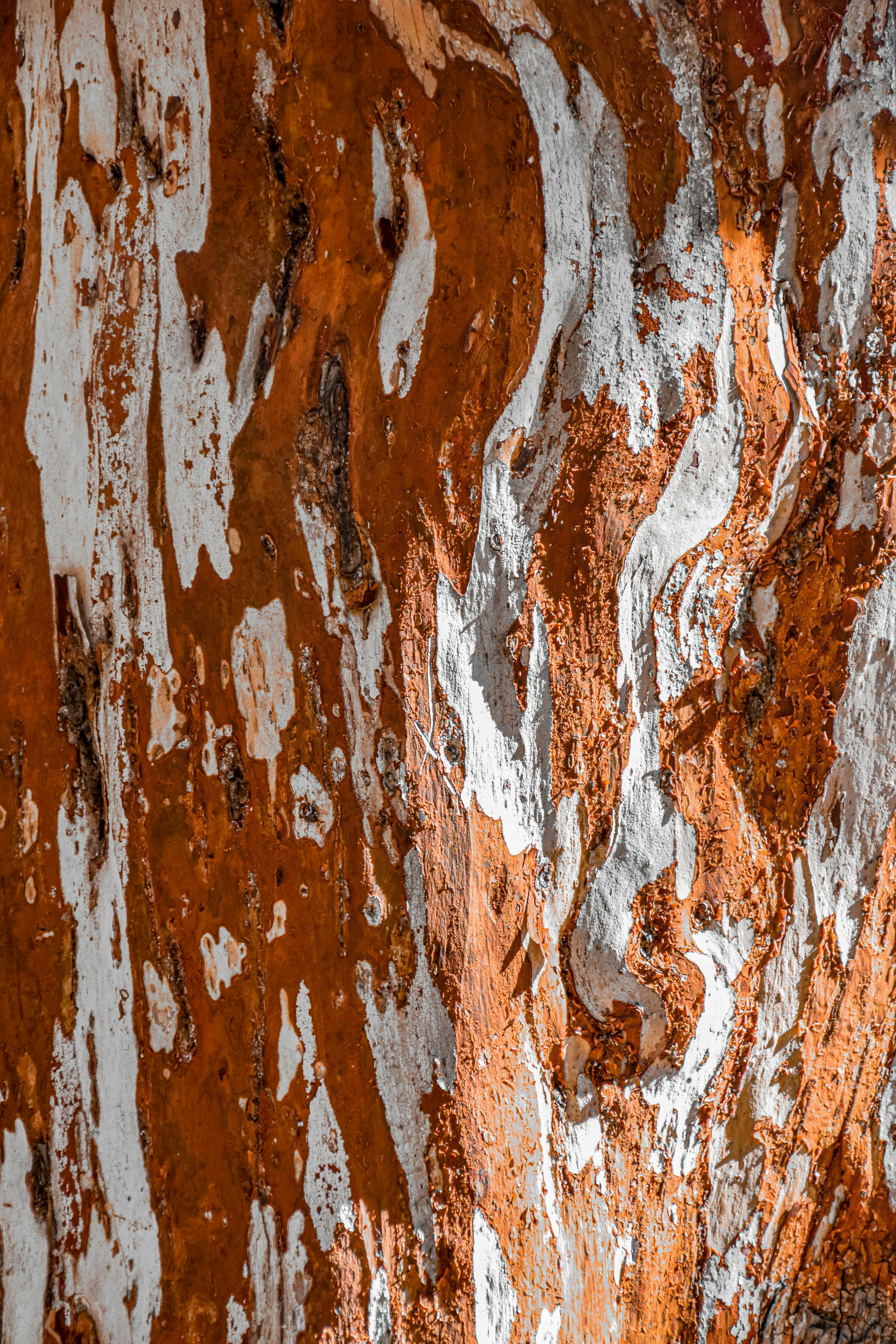 grátis Textura detalhada da casca da árvore Arrayán em San Carlos de Bariloche, exibindo padrões naturais. Foto profissional