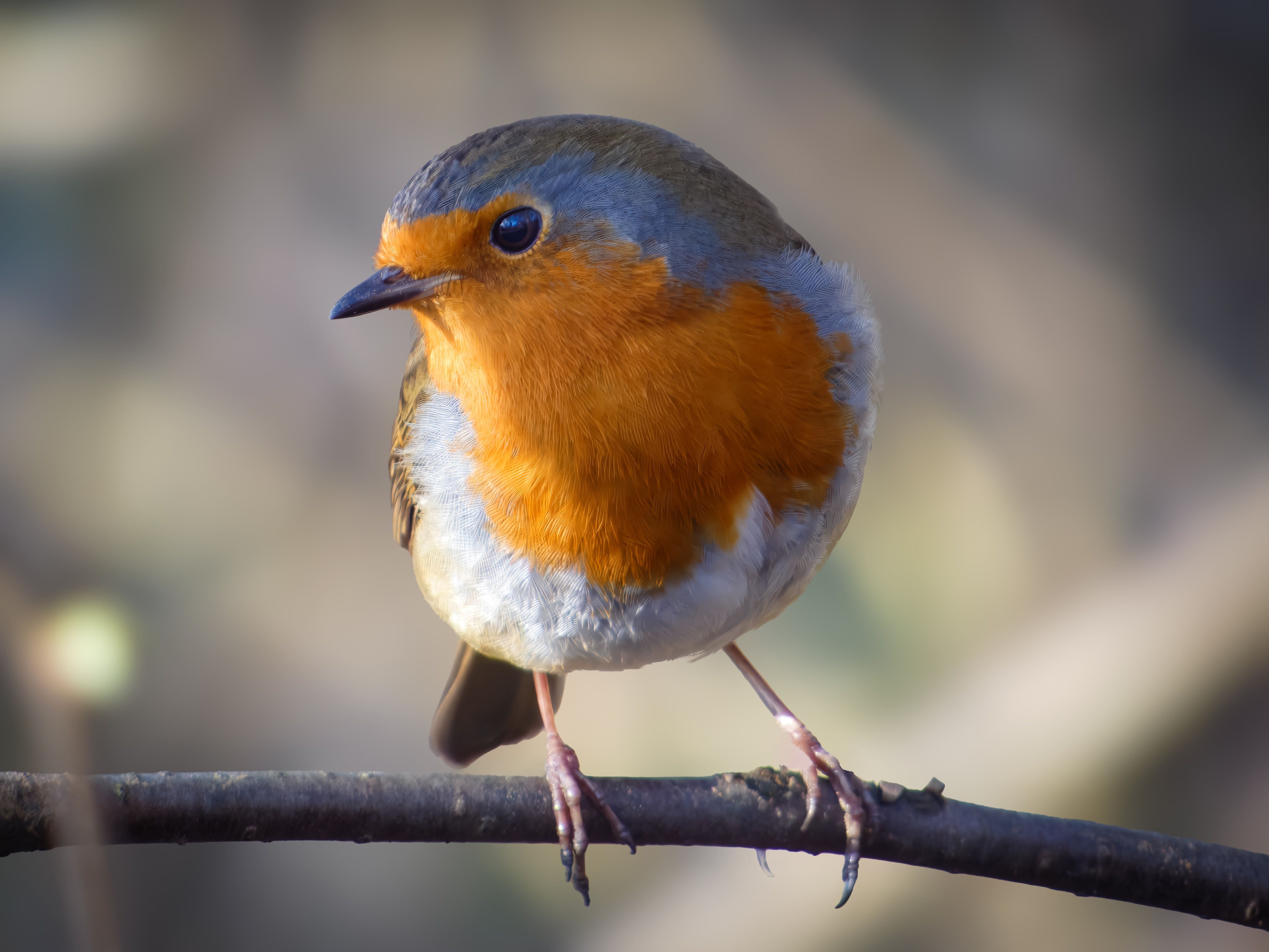 Close-up Photo of a European Robin on Branch · Free Stock Photo