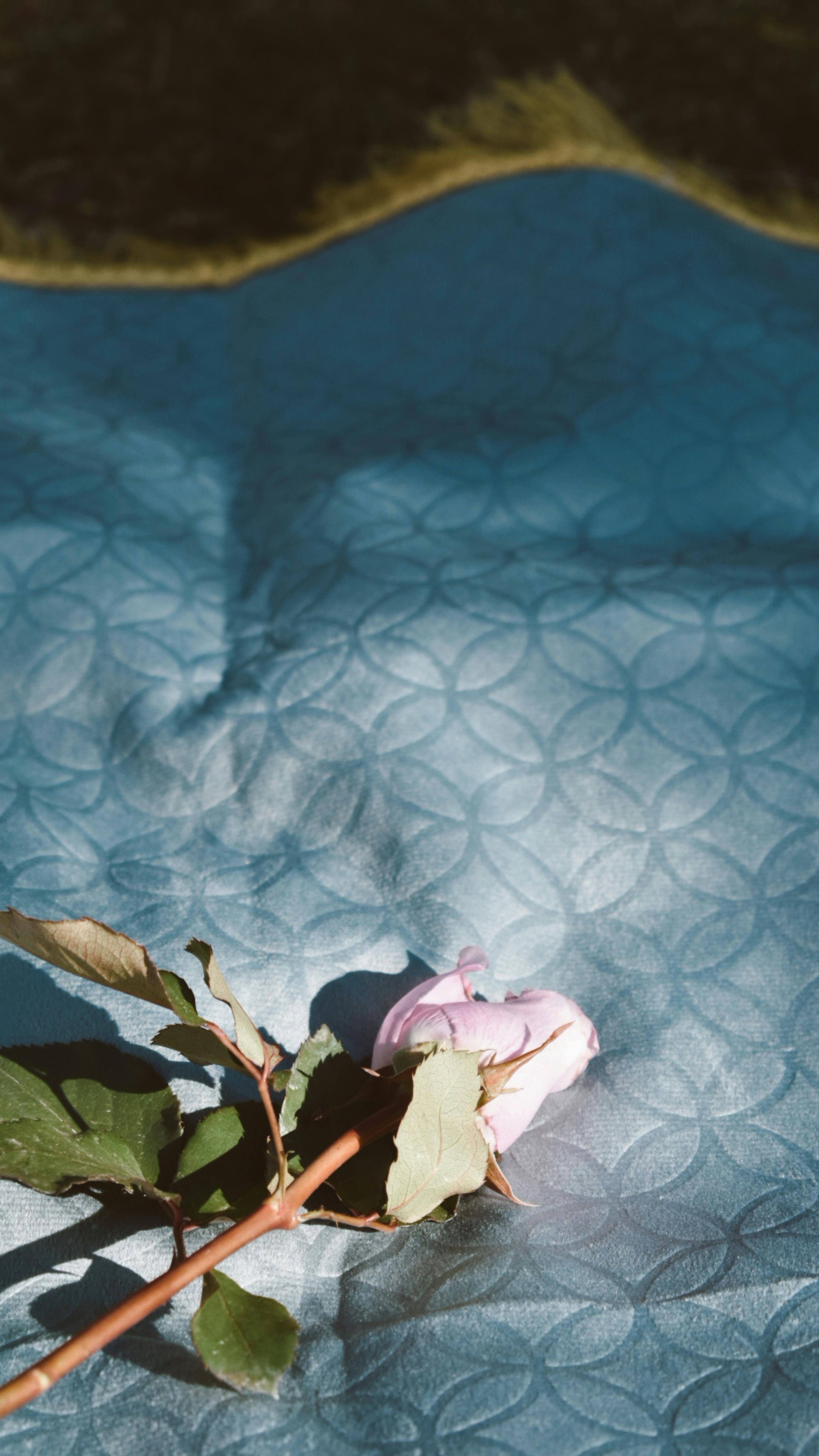 Free A single pink rose resting on a textured blue fabric outdoors. Stock Photo