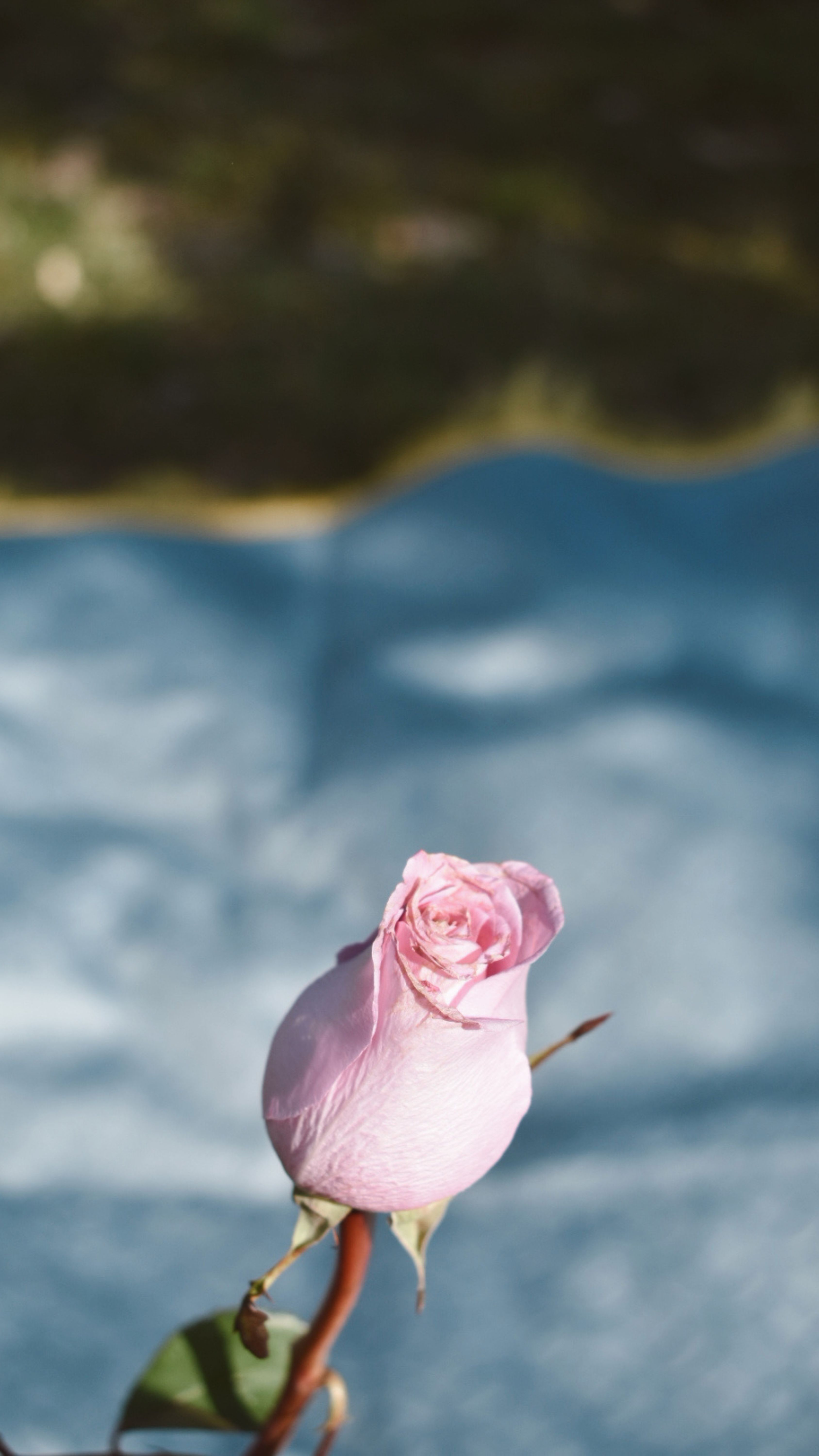 Close-Up of Pink Rose with Blurred Background · Free Stock Photo