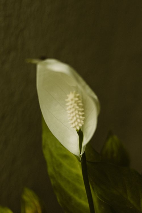 Free Detailed close-up of a peace lily flower with soft, muted lighting, capturing its elegance. Stock Photo
