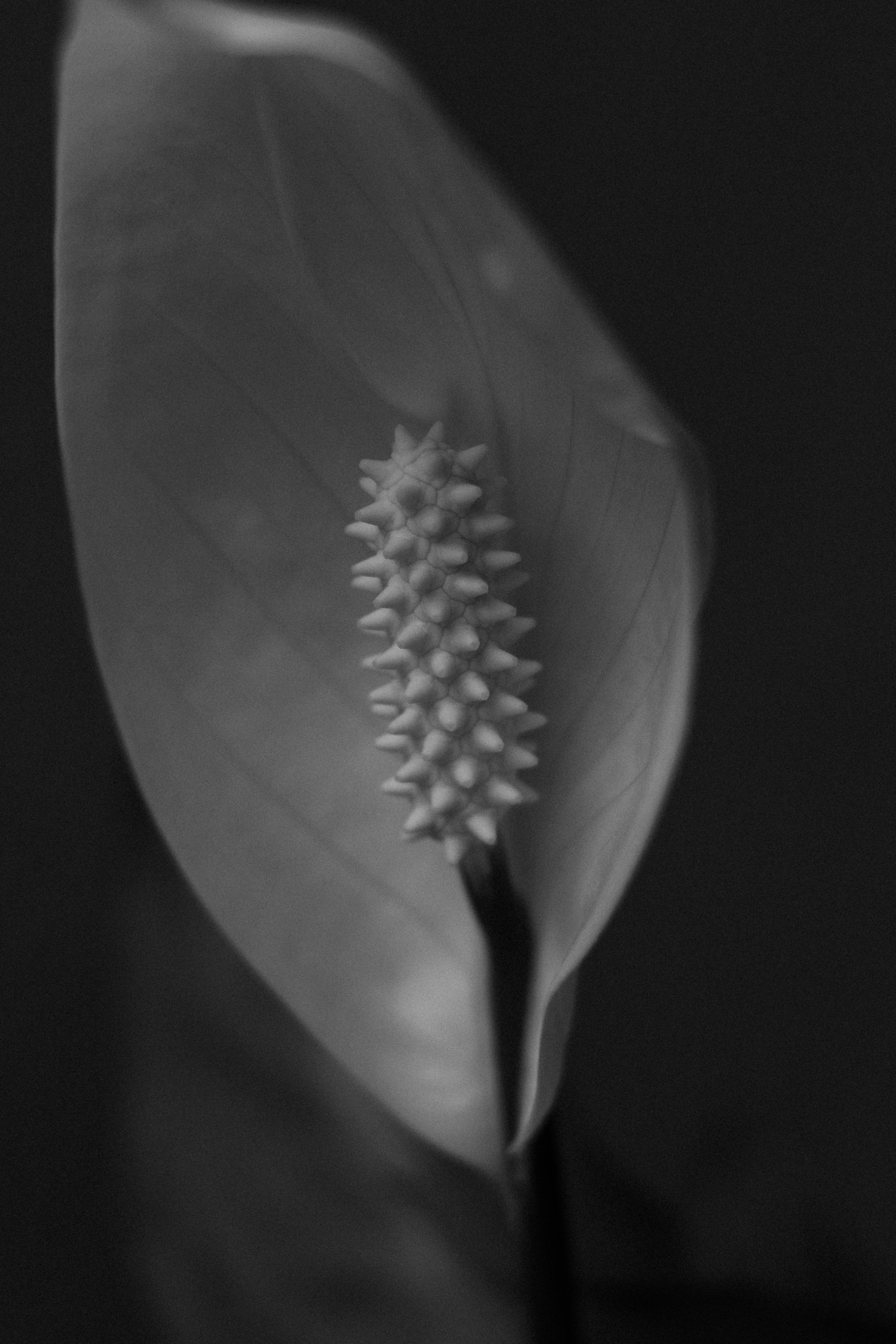 Ücretsiz artistik, ayrıntı, bahçe bakımı içeren Ücretsiz stok fotoğraf Stok Fotoğraflar