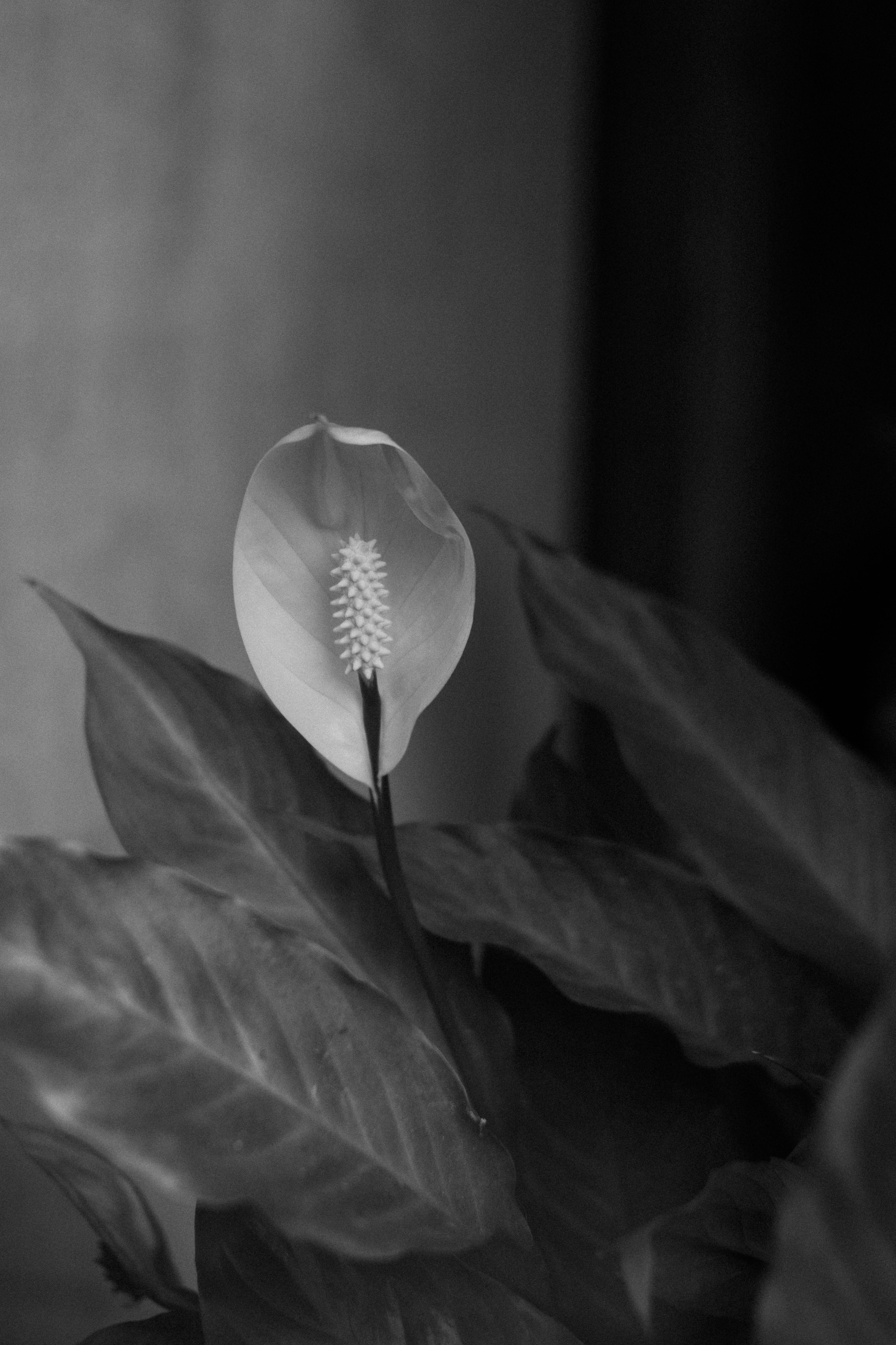 Bezpłatne Eleganckie zbliżenie lilii pokojowej w czerni i bieli, ukazujące jej detale. Zdjęcie z galerii