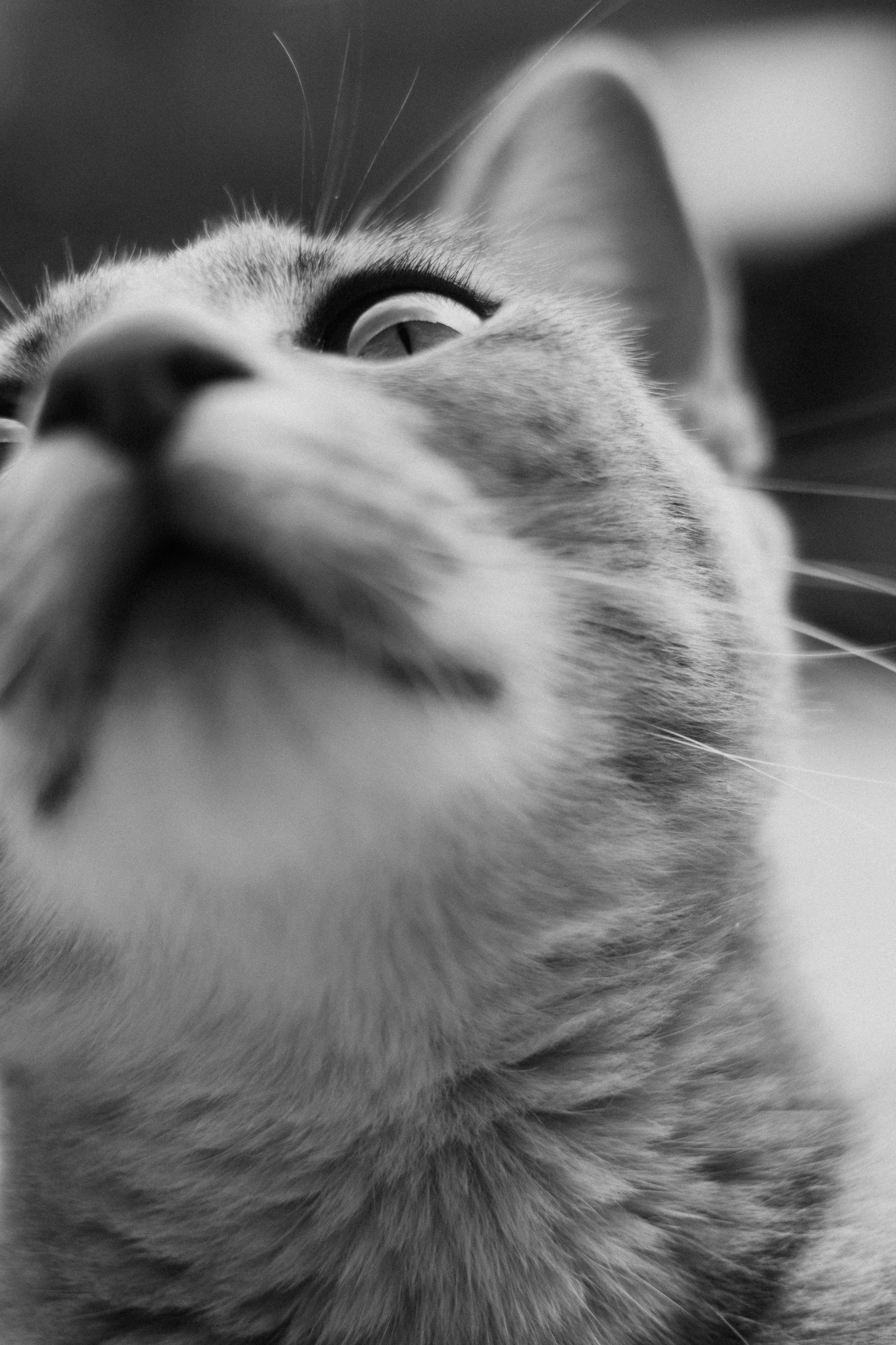 無料 目に焦点を当てた、猫の顔の芸術的な白黒のクローズアップポートレート。 写真素材