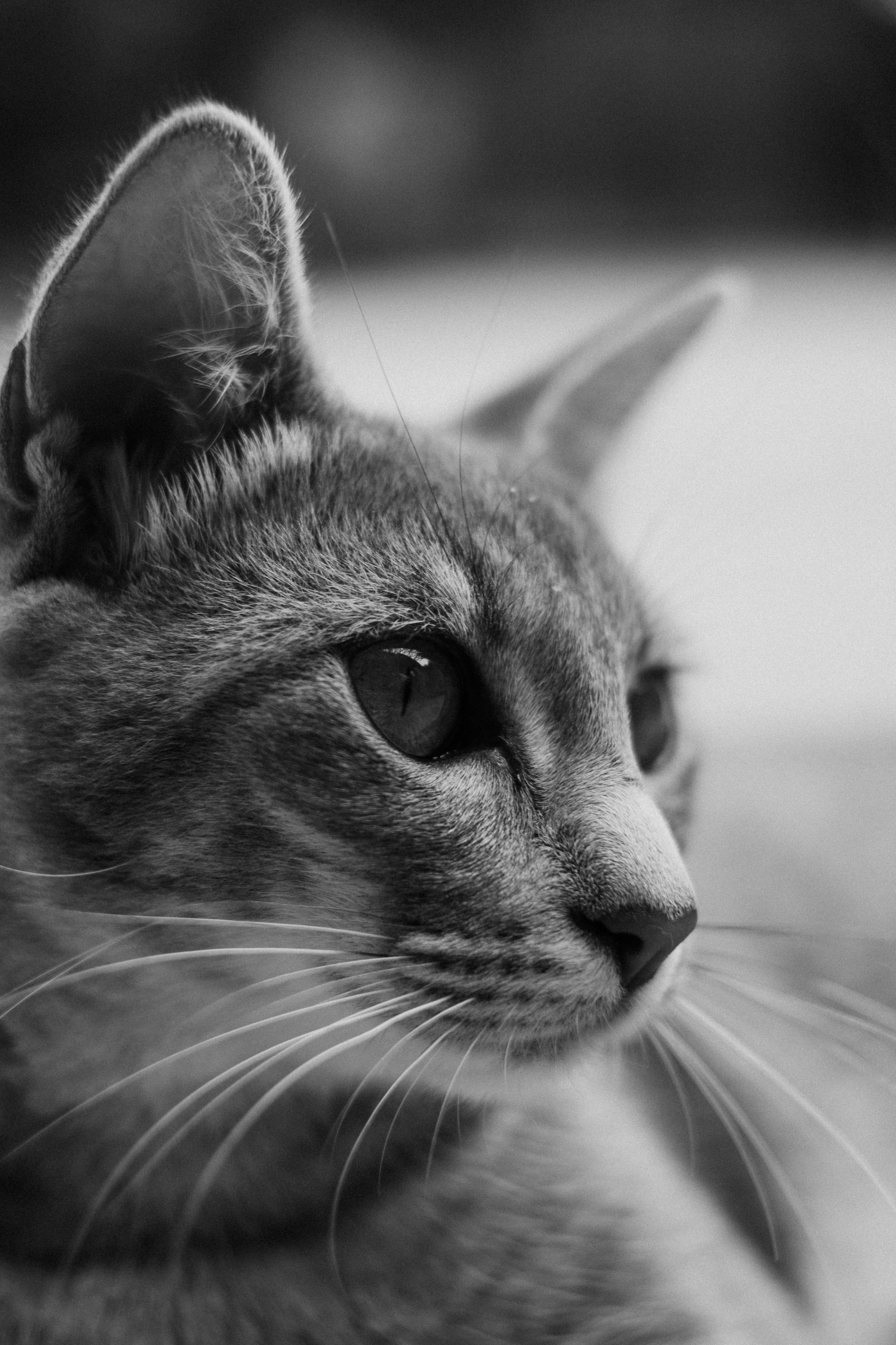 Close-Up of a Cat in Black and White · Free Stock Photo