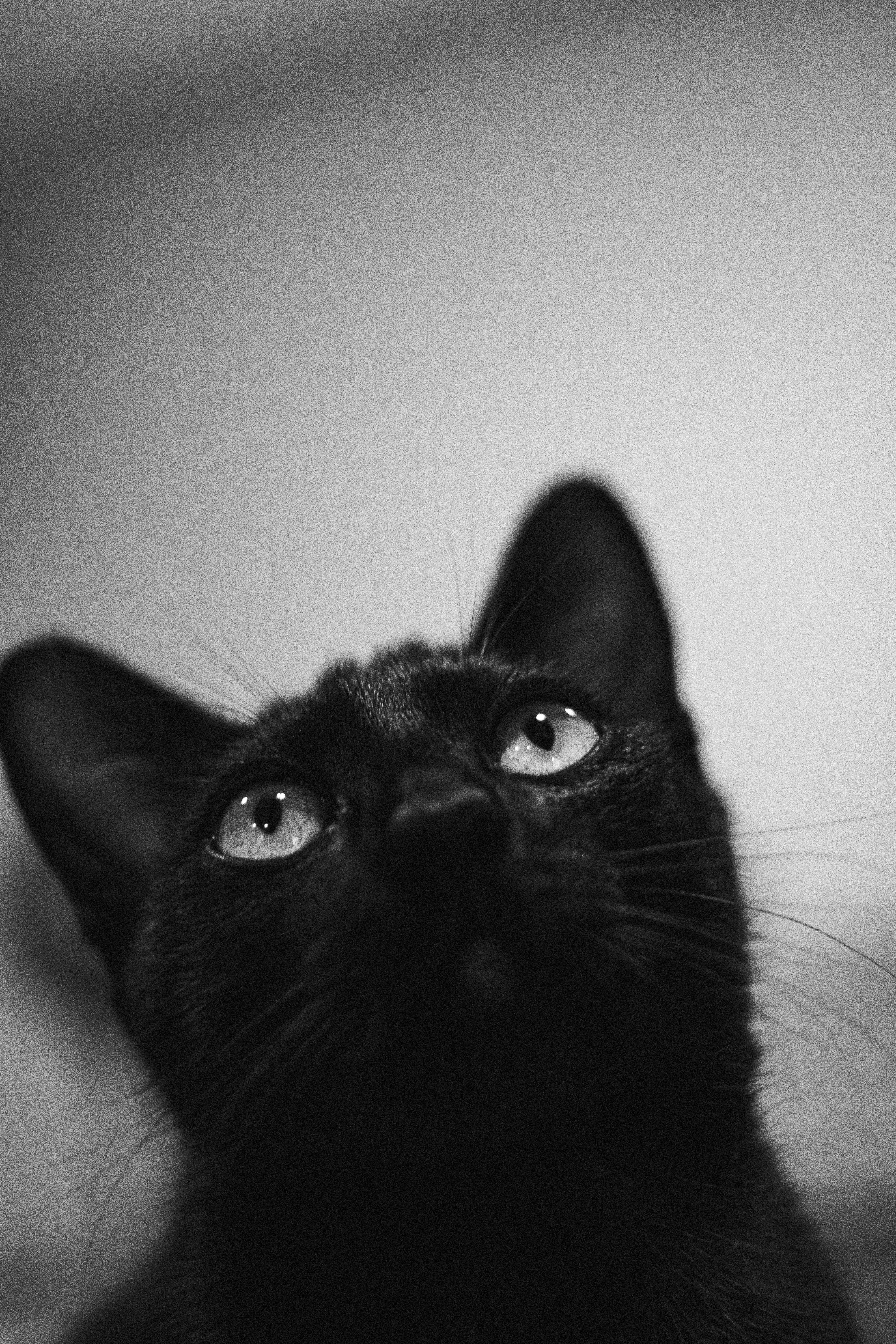 【由来】オニャンコポンの名前の意味——猫ではなく「神」だった