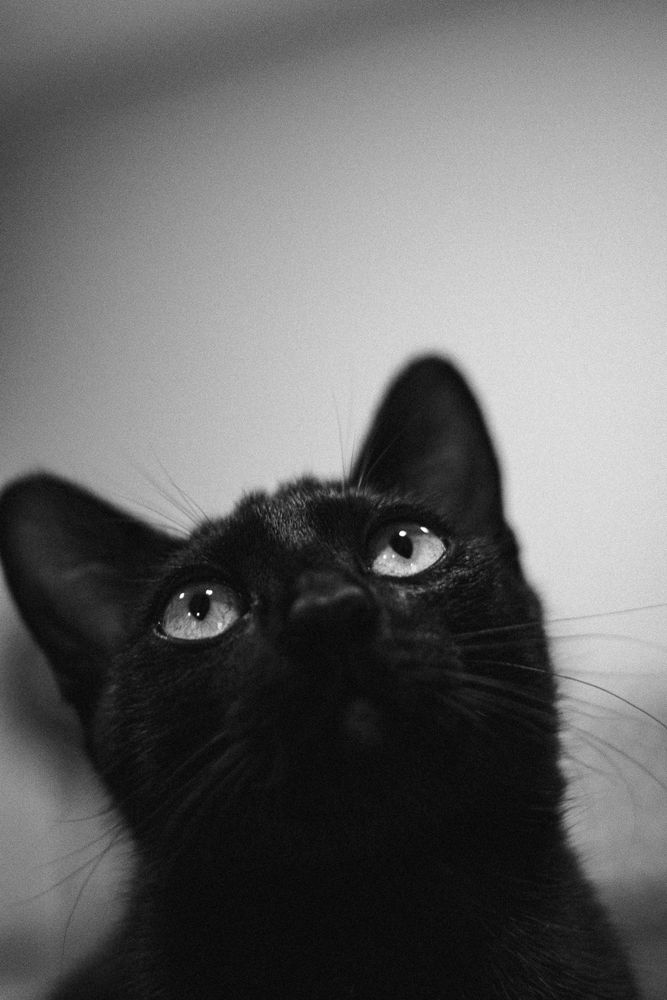 4,692+以上の無料黒猫画像