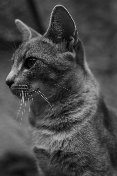 Free Close-up black and white portrait of a cat with detailed textures and serene expression. Stock Photo