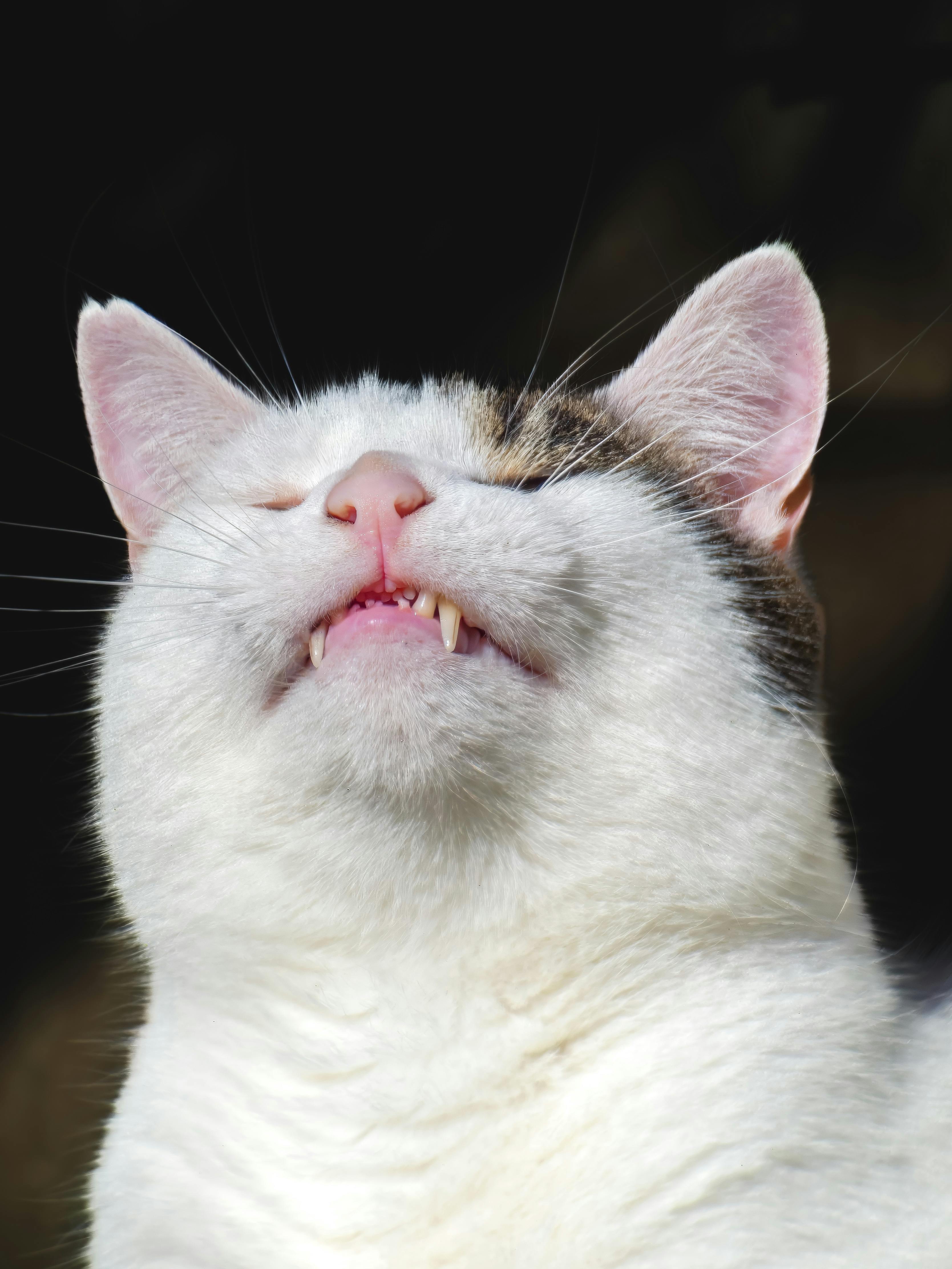 De franc Foto d'estoc gratuïta de adorable, amable, amorós Foto d'estoc