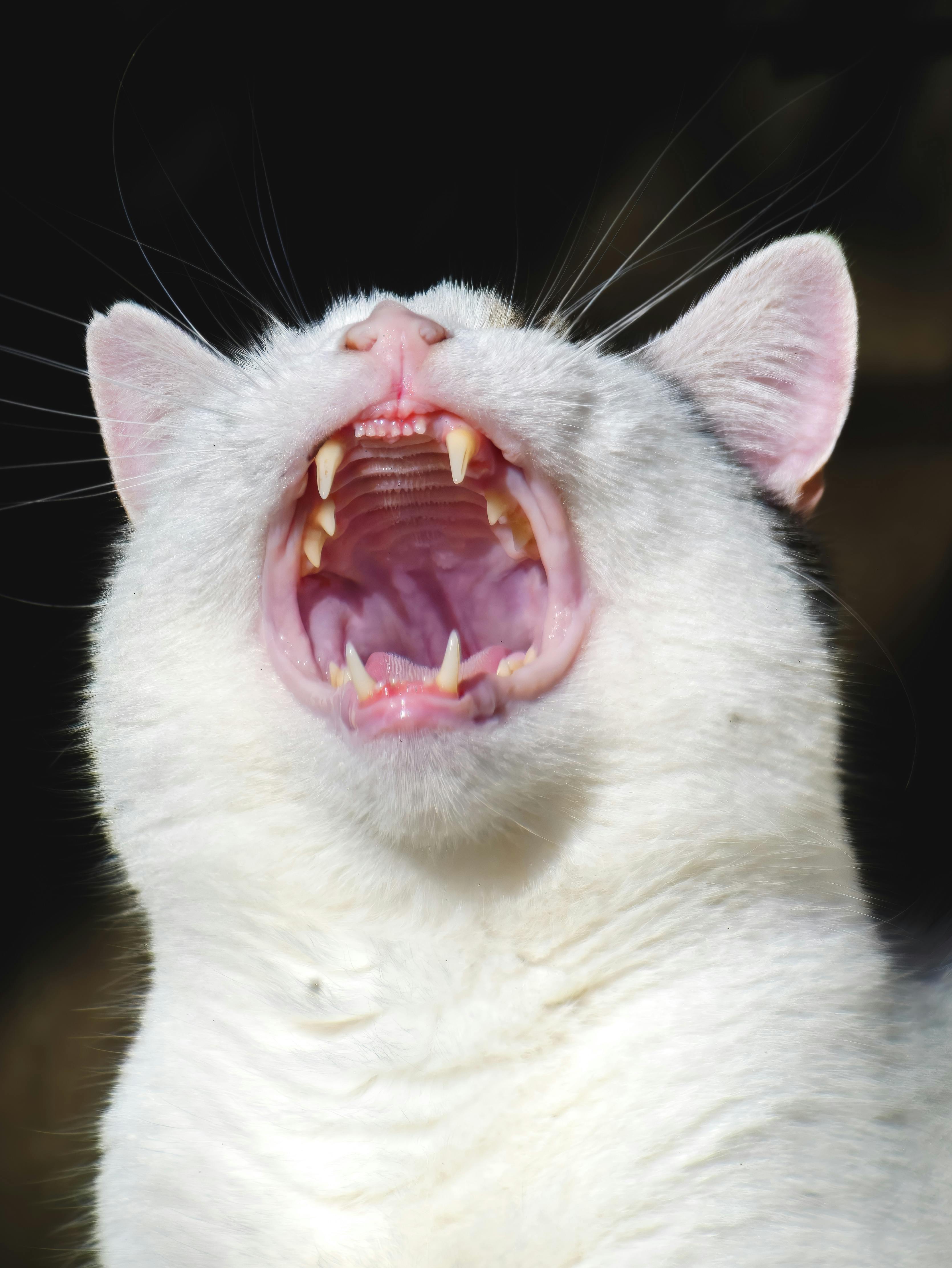 Ücretsiz #kapalı, ağız, ağzı açık içeren Ücretsiz stok fotoğraf Stok Fotoğraflar