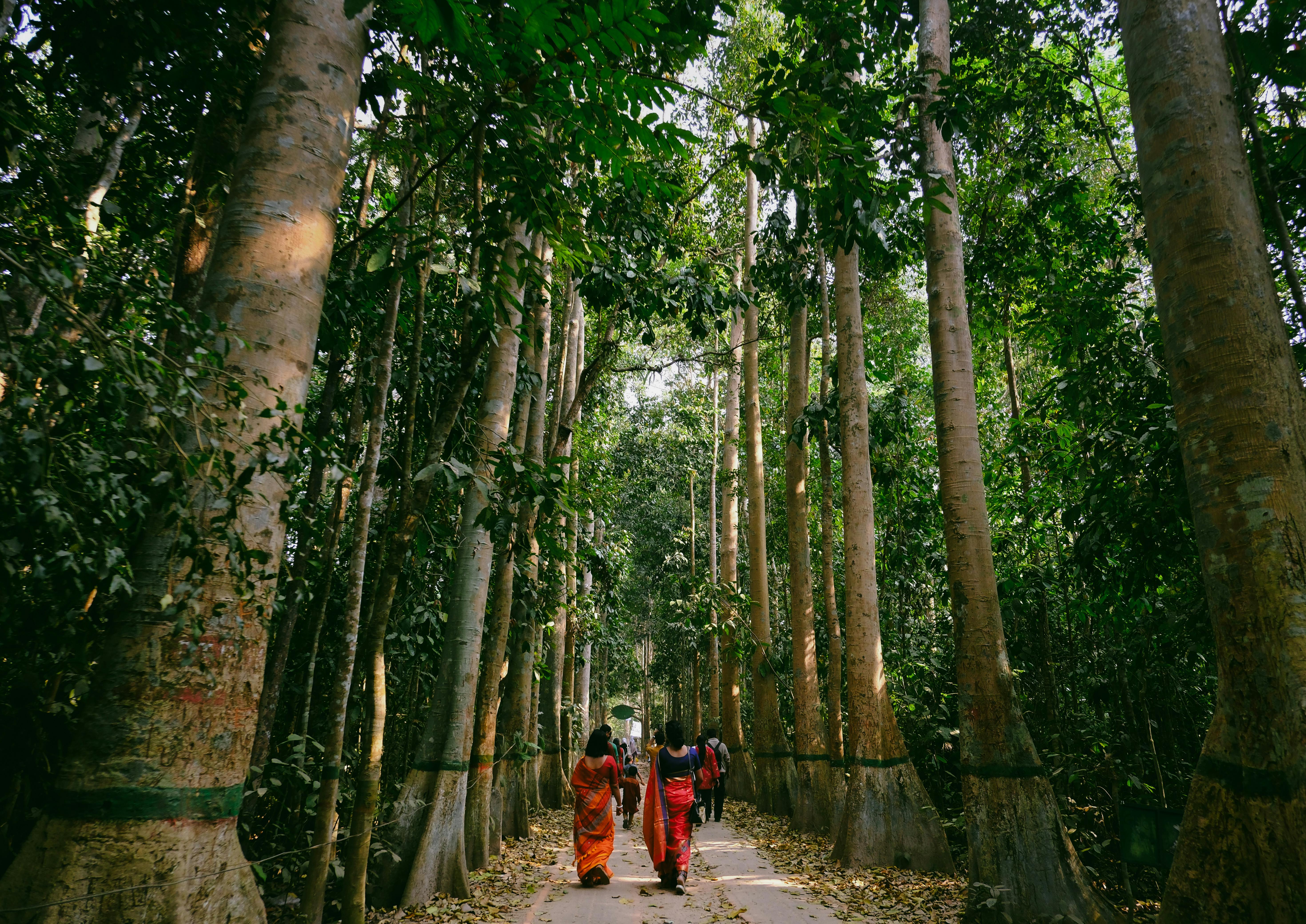 A group of people in colorful attire walking through a lush forest path in Sreemangal, Bangladesh.
