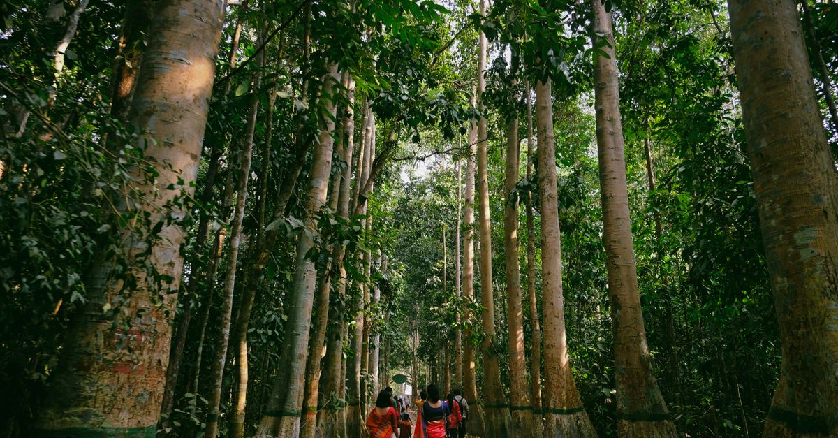 Exploring Bihar's Natural Heritage: From Patna's Green Spaces to North Bihar's Biodiversity - nature coverage from Patna, Bihar, India