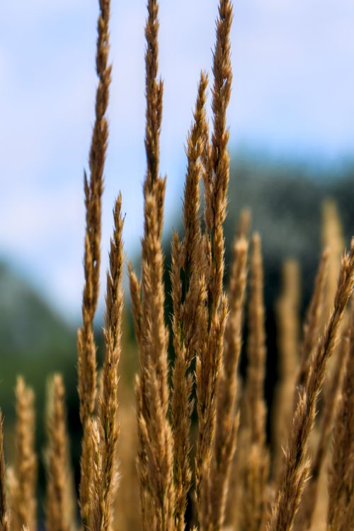 Free Close-up of golden wheat stalks under the summer sky in Płock, Poland. Stock Photo