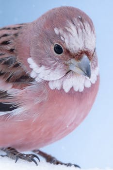 Free stock photo of animal portrait, bird, close up