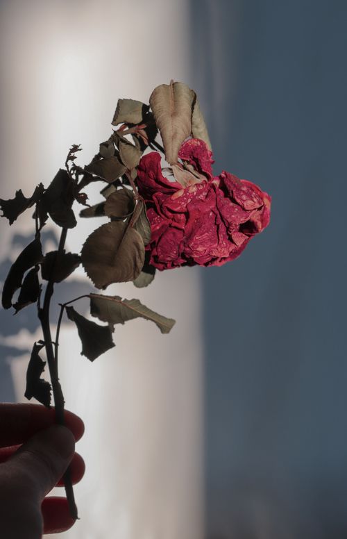 Free A close-up of a red dried rose held gently, showcasing its delicate petals in soft sunlight. Stock Photo